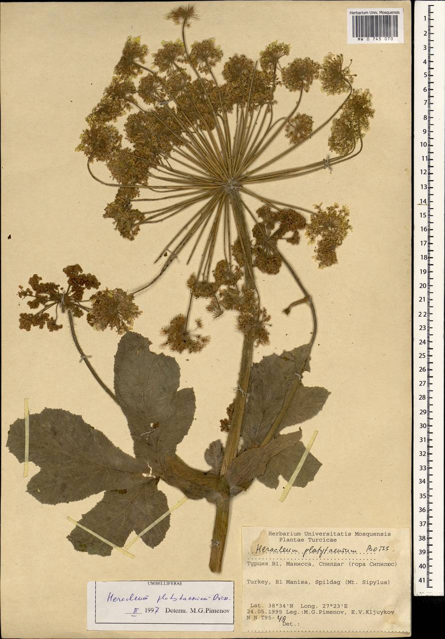 Heracleum platytaenium Boiss., South Asia, South Asia (Asia outside ex-Soviet states and Mongolia) (ASIA) (Turkey)