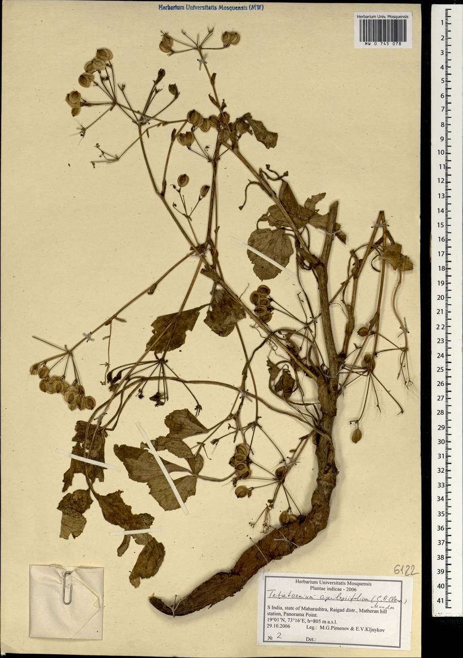 Tetrataenium aquilegifolium (C. B. Clarke) Manden., South Asia, South Asia (Asia outside ex-Soviet states and Mongolia) (ASIA) (India)