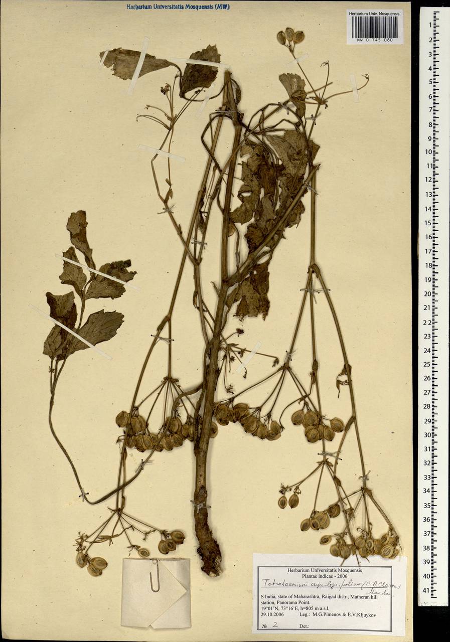 Tetrataenium aquilegifolium (C. B. Clarke) Manden., South Asia, South Asia (Asia outside ex-Soviet states and Mongolia) (ASIA) (India)