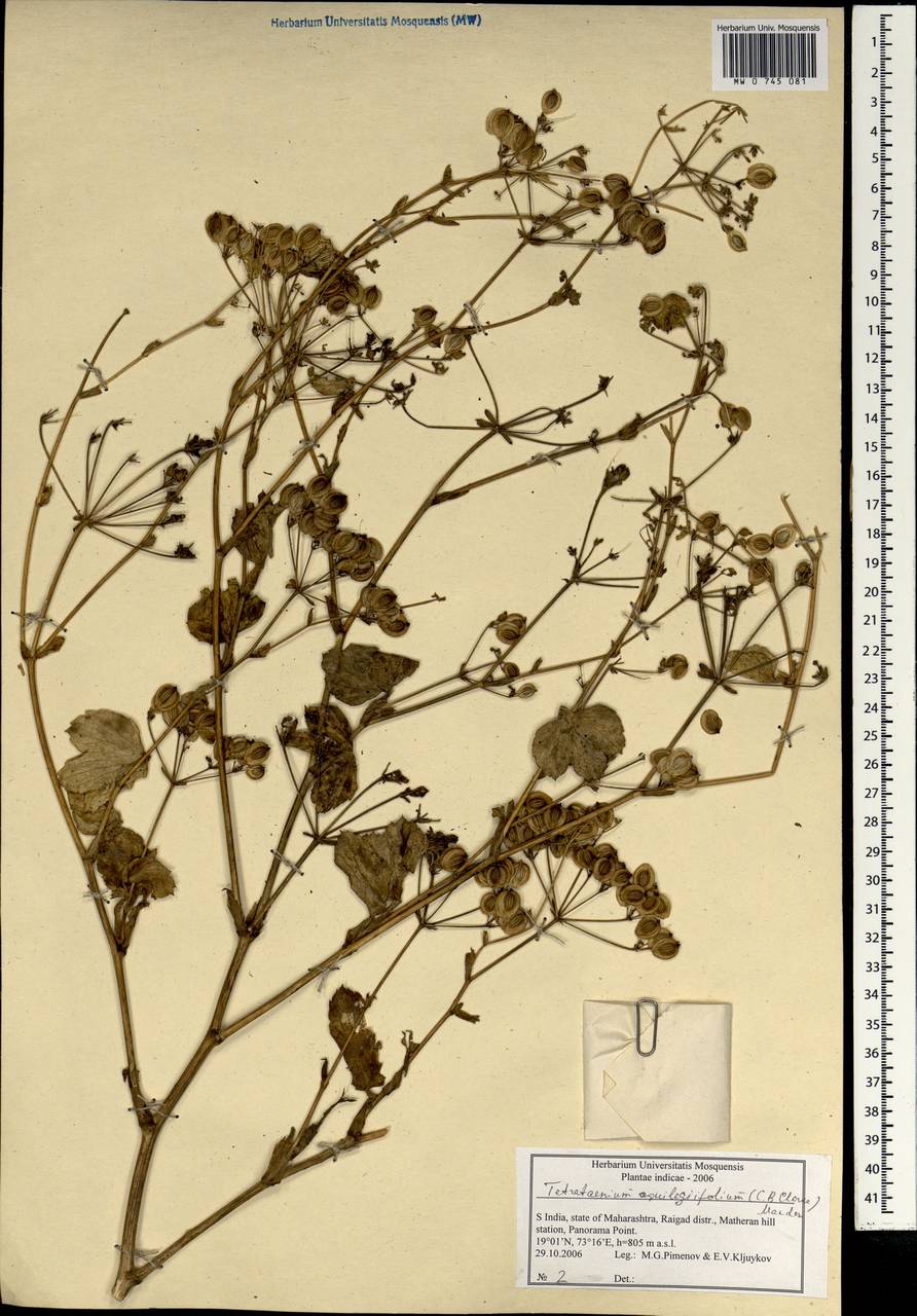 Tetrataenium aquilegifolium (C. B. Clarke) Manden., South Asia, South Asia (Asia outside ex-Soviet states and Mongolia) (ASIA) (India)