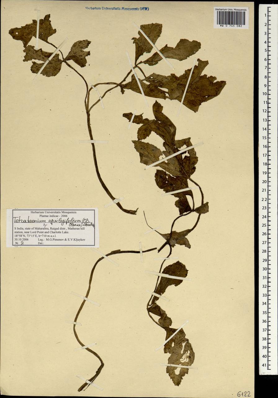 Tetrataenium aquilegifolium (C. B. Clarke) Manden., South Asia, South Asia (Asia outside ex-Soviet states and Mongolia) (ASIA) (India)