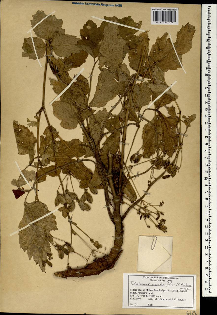 Tetrataenium aquilegifolium (C. B. Clarke) Manden., South Asia, South Asia (Asia outside ex-Soviet states and Mongolia) (ASIA) (India)