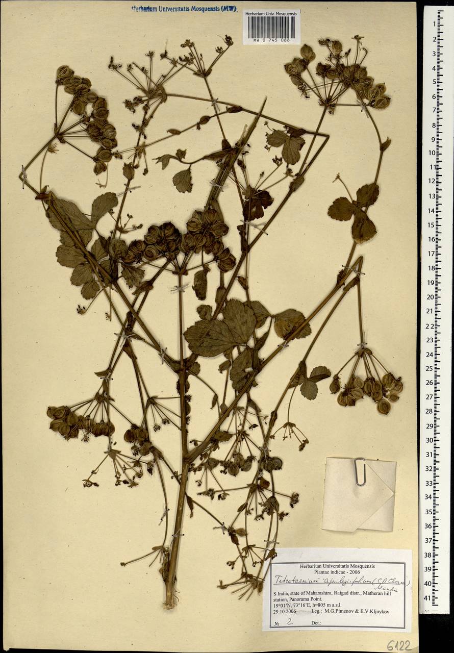 Tetrataenium aquilegifolium (C. B. Clarke) Manden., South Asia, South Asia (Asia outside ex-Soviet states and Mongolia) (ASIA) (India)