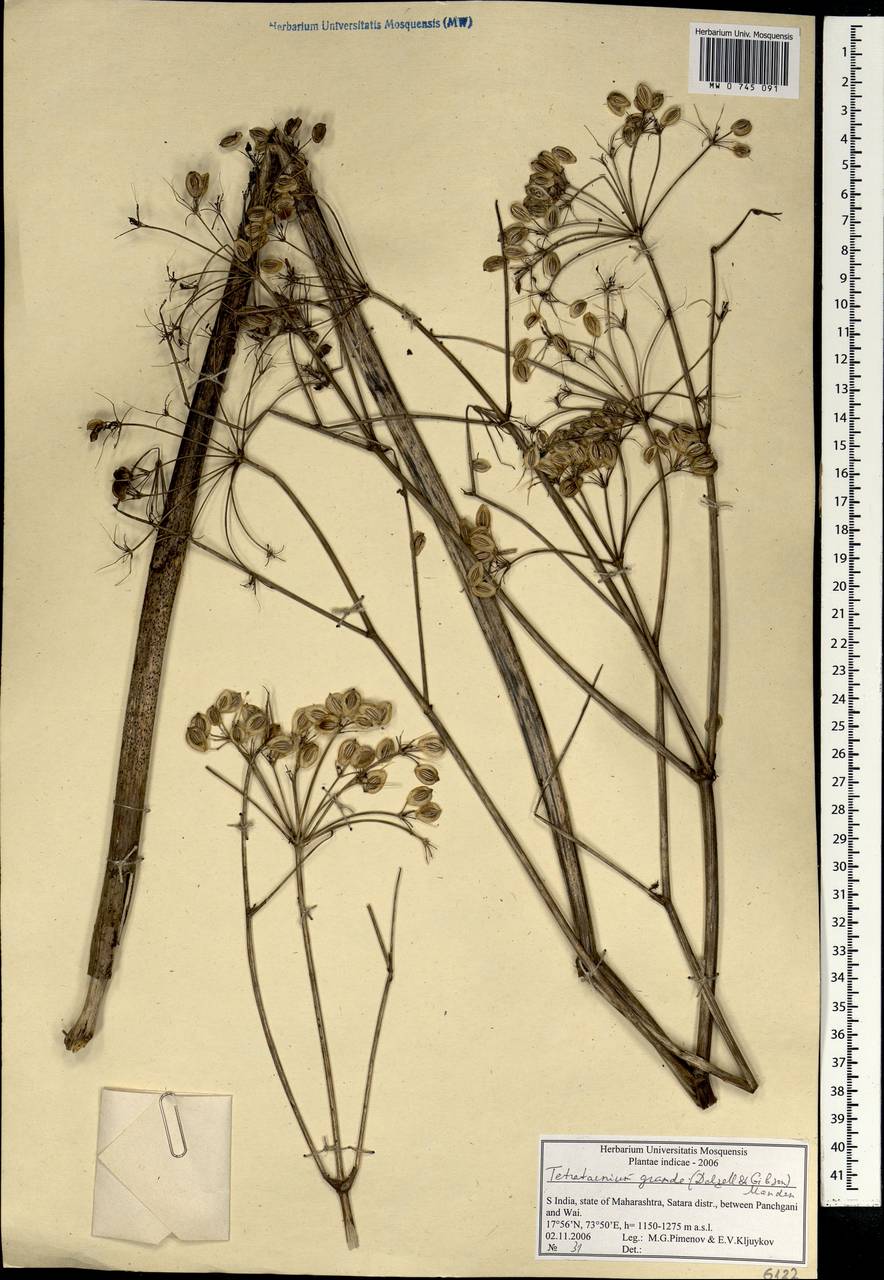 Tetrataenium grande, South Asia, South Asia (Asia outside ex-Soviet states and Mongolia) (ASIA) (India)