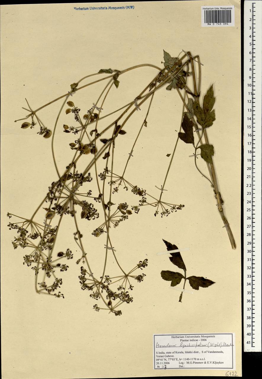Tetrataenium rigens (Wall. ex DC.) Manden., South Asia, South Asia (Asia outside ex-Soviet states and Mongolia) (ASIA) (India)