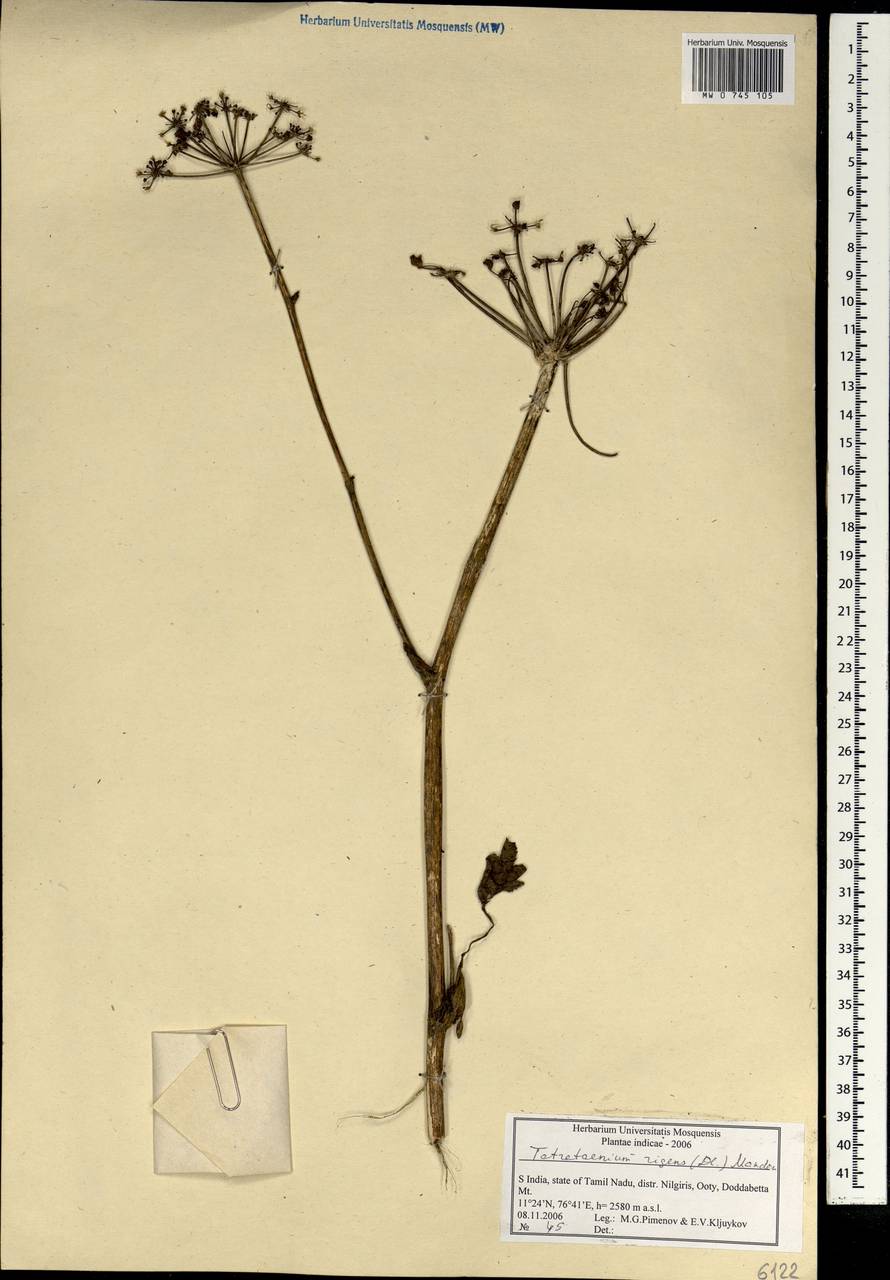 Tetrataenium rigens (Wall. ex DC.) Manden., South Asia, South Asia (Asia outside ex-Soviet states and Mongolia) (ASIA) (India)