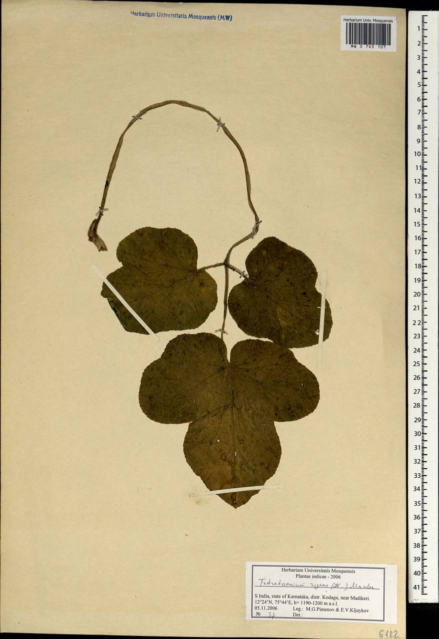 Tetrataenium rigens (Wall. ex DC.) Manden., South Asia, South Asia (Asia outside ex-Soviet states and Mongolia) (ASIA) (India)