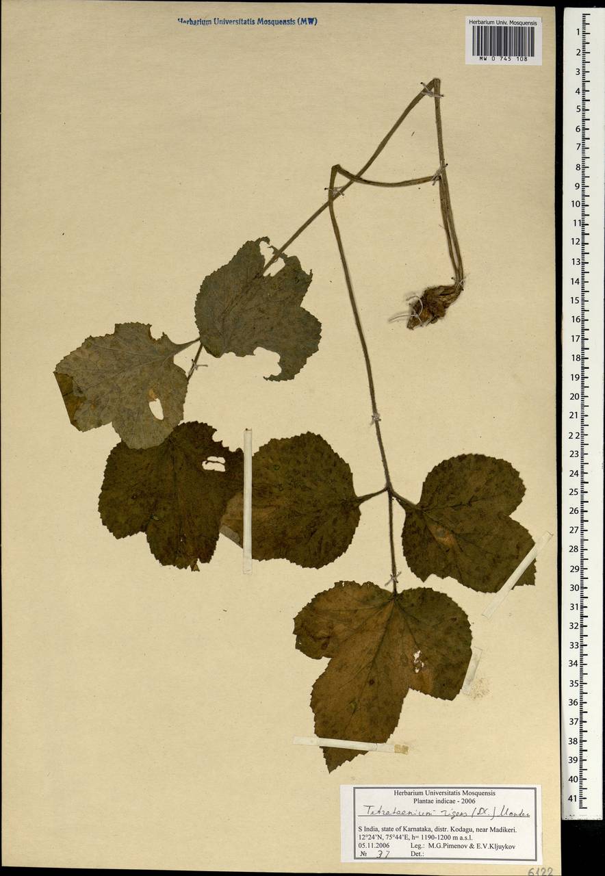 Tetrataenium rigens (Wall. ex DC.) Manden., South Asia, South Asia (Asia outside ex-Soviet states and Mongolia) (ASIA) (India)