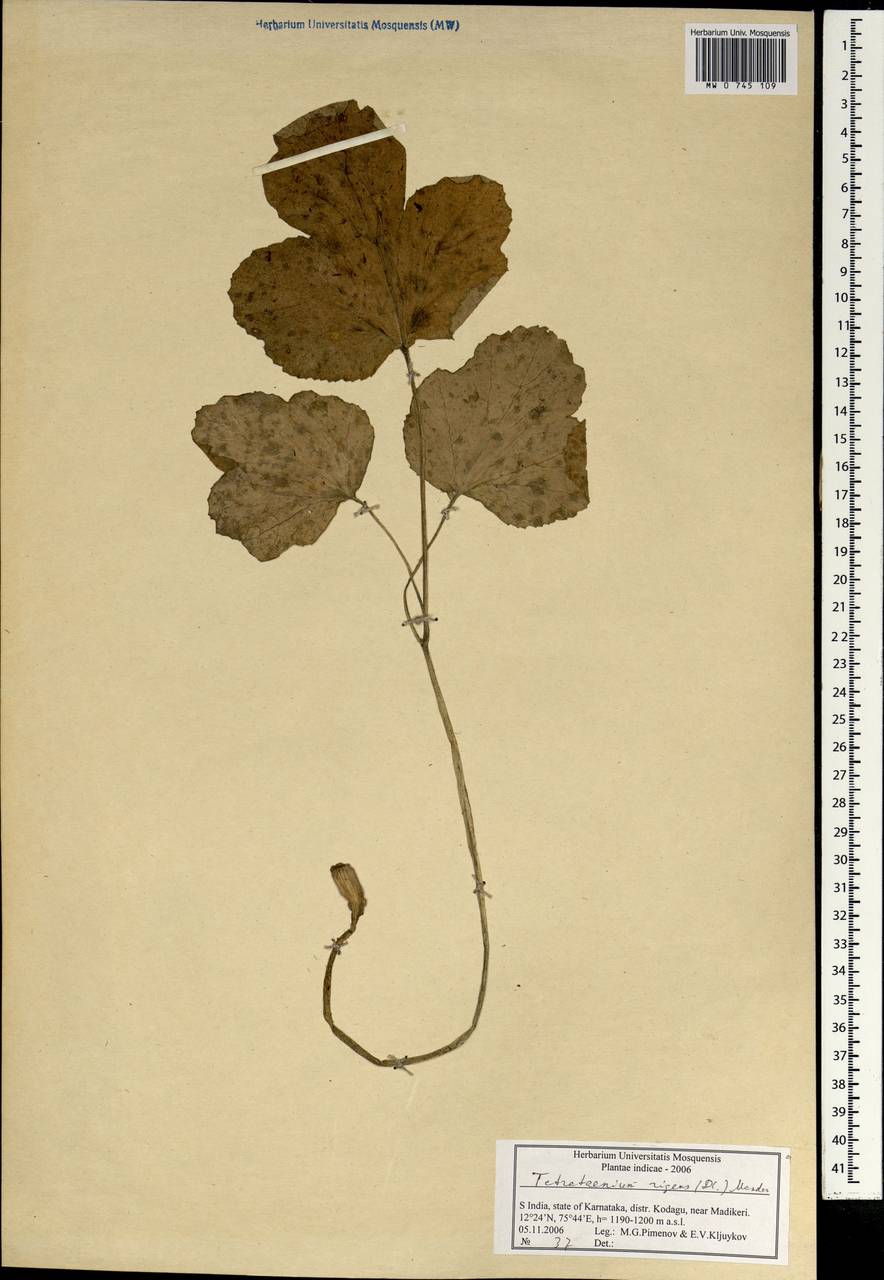 Tetrataenium rigens (Wall. ex DC.) Manden., South Asia, South Asia (Asia outside ex-Soviet states and Mongolia) (ASIA) (India)