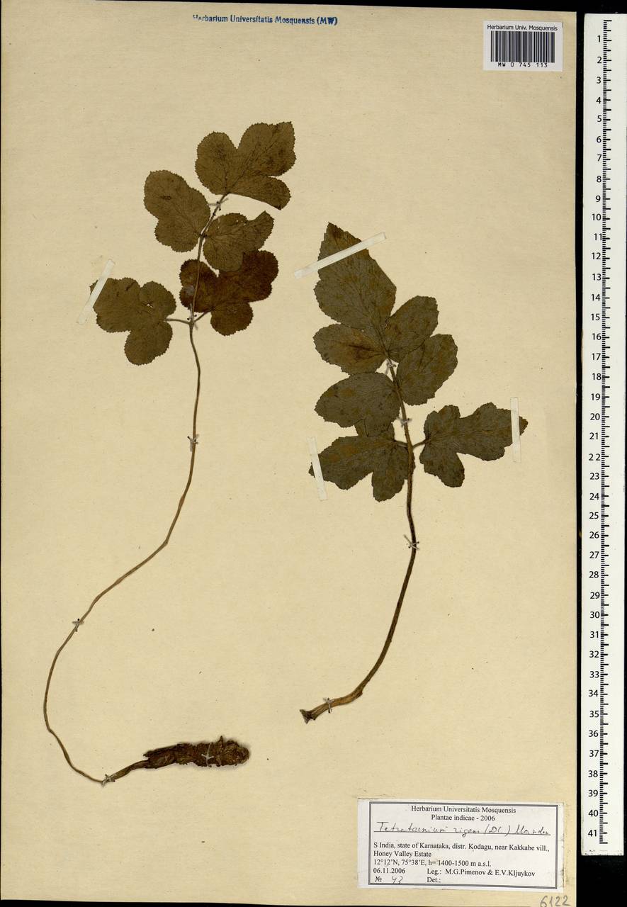 Tetrataenium rigens (Wall. ex DC.) Manden., South Asia, South Asia (Asia outside ex-Soviet states and Mongolia) (ASIA) (India)