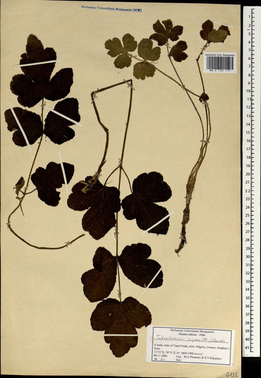 Tetrataenium rigens (Wall. ex DC.) Manden., South Asia, South Asia (Asia outside ex-Soviet states and Mongolia) (ASIA) (India)