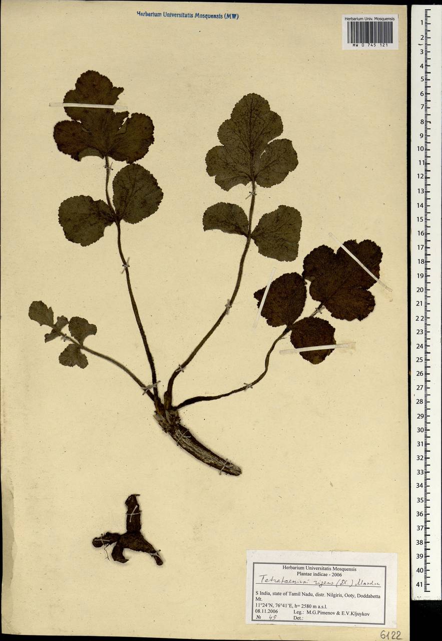 Tetrataenium rigens (Wall. ex DC.) Manden., South Asia, South Asia (Asia outside ex-Soviet states and Mongolia) (ASIA) (India)