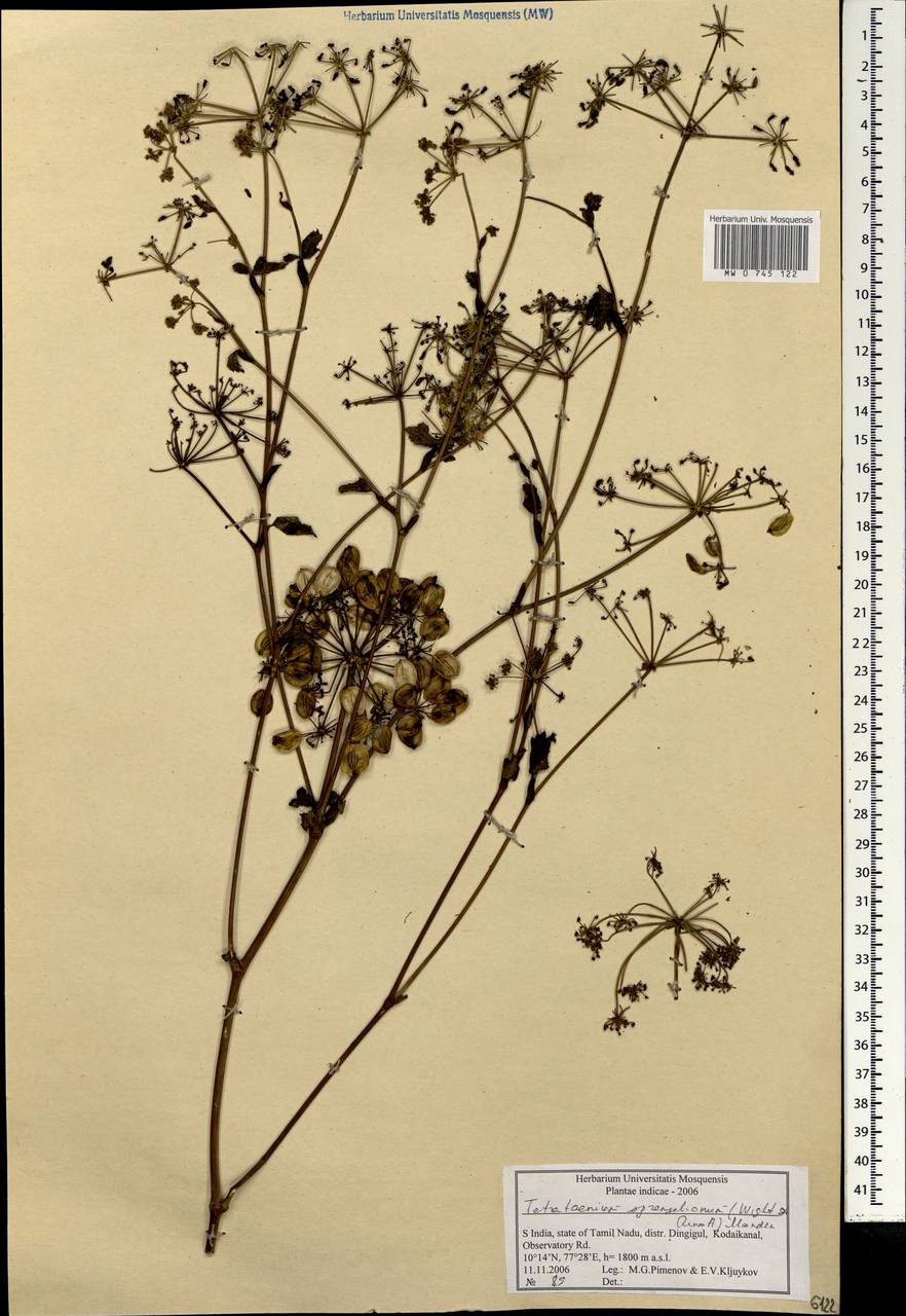 Tetrataenium sprengelianum (Wight & Arn.) Manden., South Asia, South Asia (Asia outside ex-Soviet states and Mongolia) (ASIA) (India)