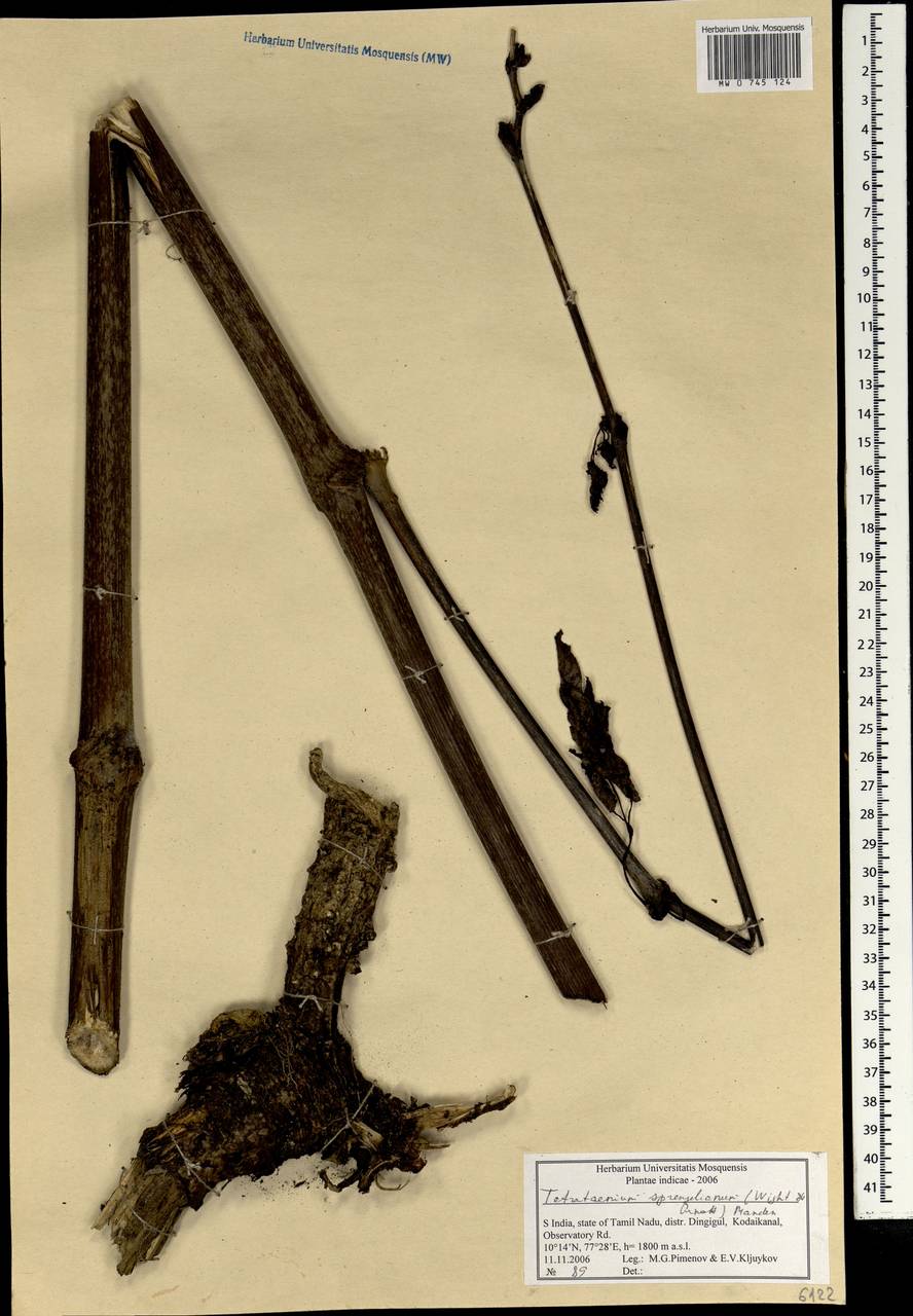 Tetrataenium sprengelianum (Wight & Arn.) Manden., South Asia, South Asia (Asia outside ex-Soviet states and Mongolia) (ASIA) (India)