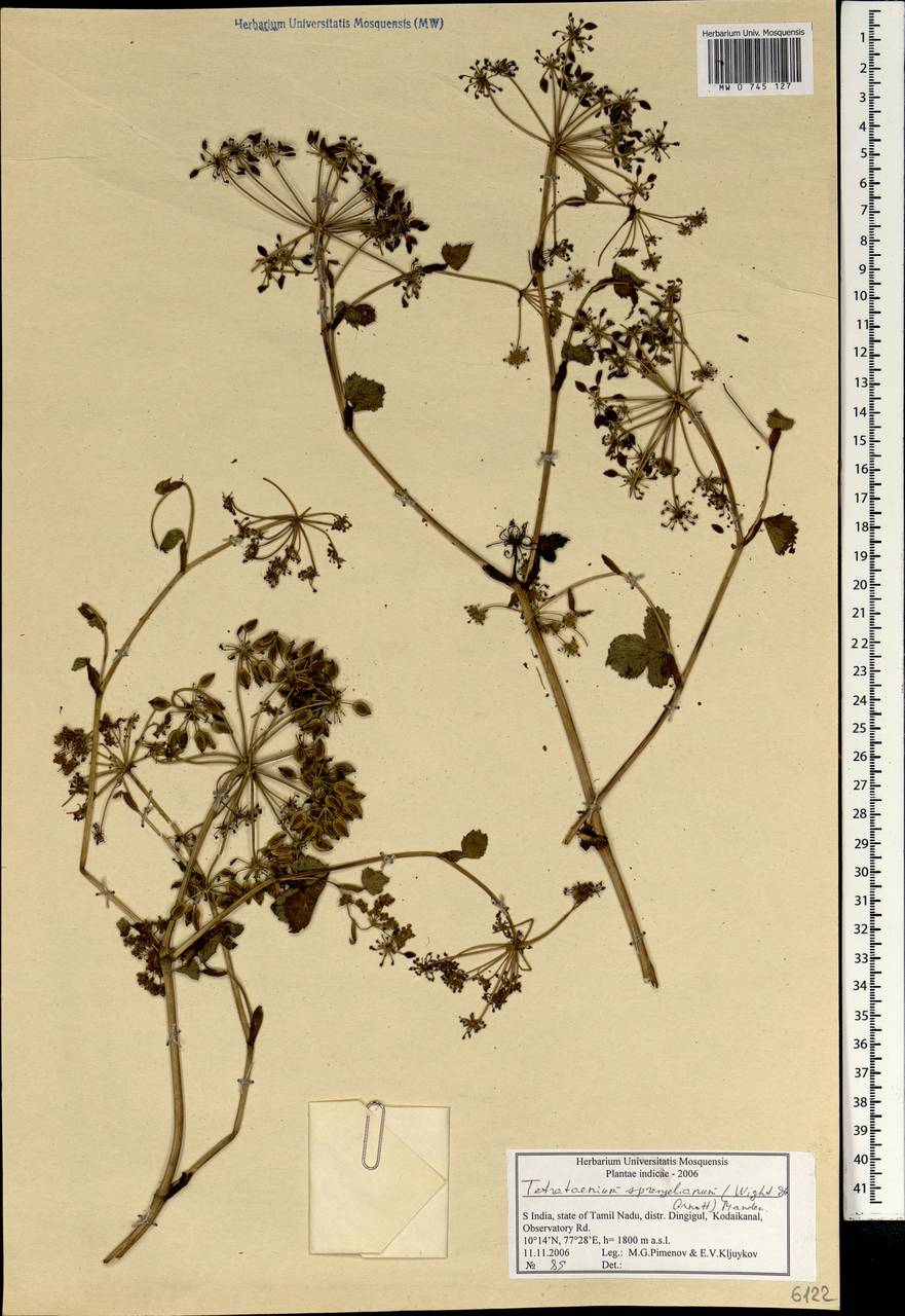 Tetrataenium sprengelianum (Wight & Arn.) Manden., South Asia, South Asia (Asia outside ex-Soviet states and Mongolia) (ASIA) (India)
