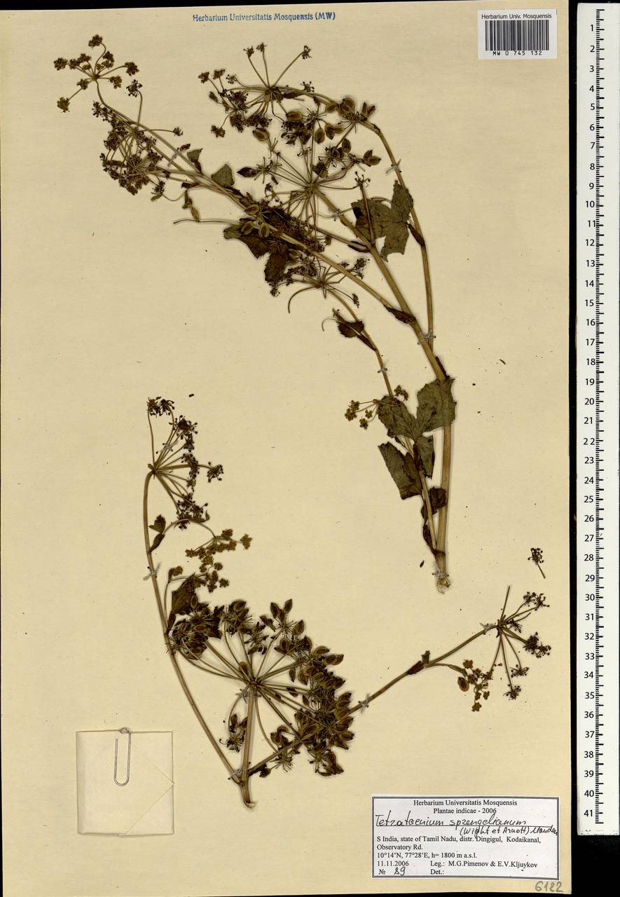 Tetrataenium sprengelianum (Wight & Arn.) Manden., South Asia, South Asia (Asia outside ex-Soviet states and Mongolia) (ASIA) (India)