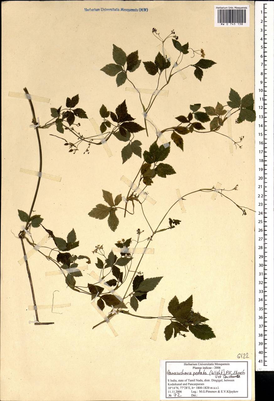 Vanasushava pedata (Wight) P.K. Mukherjee & Constance, South Asia, South Asia (Asia outside ex-Soviet states and Mongolia) (ASIA) (India)