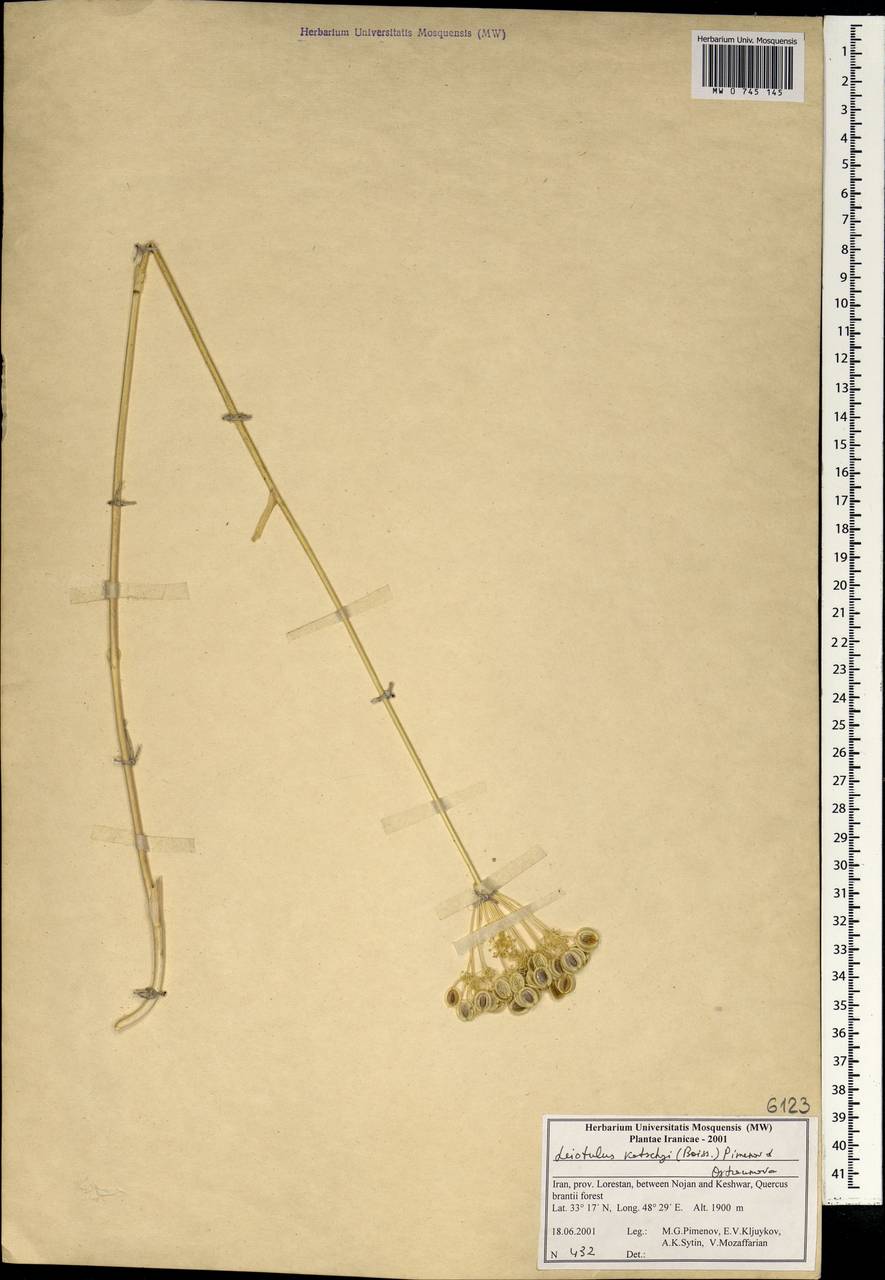 Leiotulus kotschyi (Boiss.) Pimenov & Ostr., South Asia, South Asia (Asia outside ex-Soviet states and Mongolia) (ASIA) (Iran)