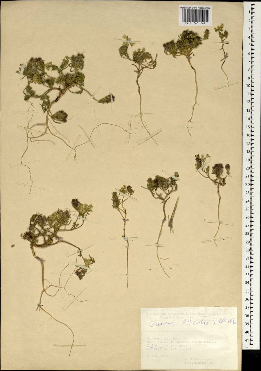 Daucus littoralis Sm., South Asia, South Asia (Asia outside ex-Soviet states and Mongolia) (ASIA) (Turkey)