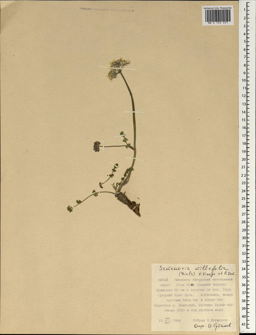 Semenovia torilifolia (H. Boissieu) Pimenov, South Asia, South Asia (Asia outside ex-Soviet states and Mongolia) (ASIA) (China)