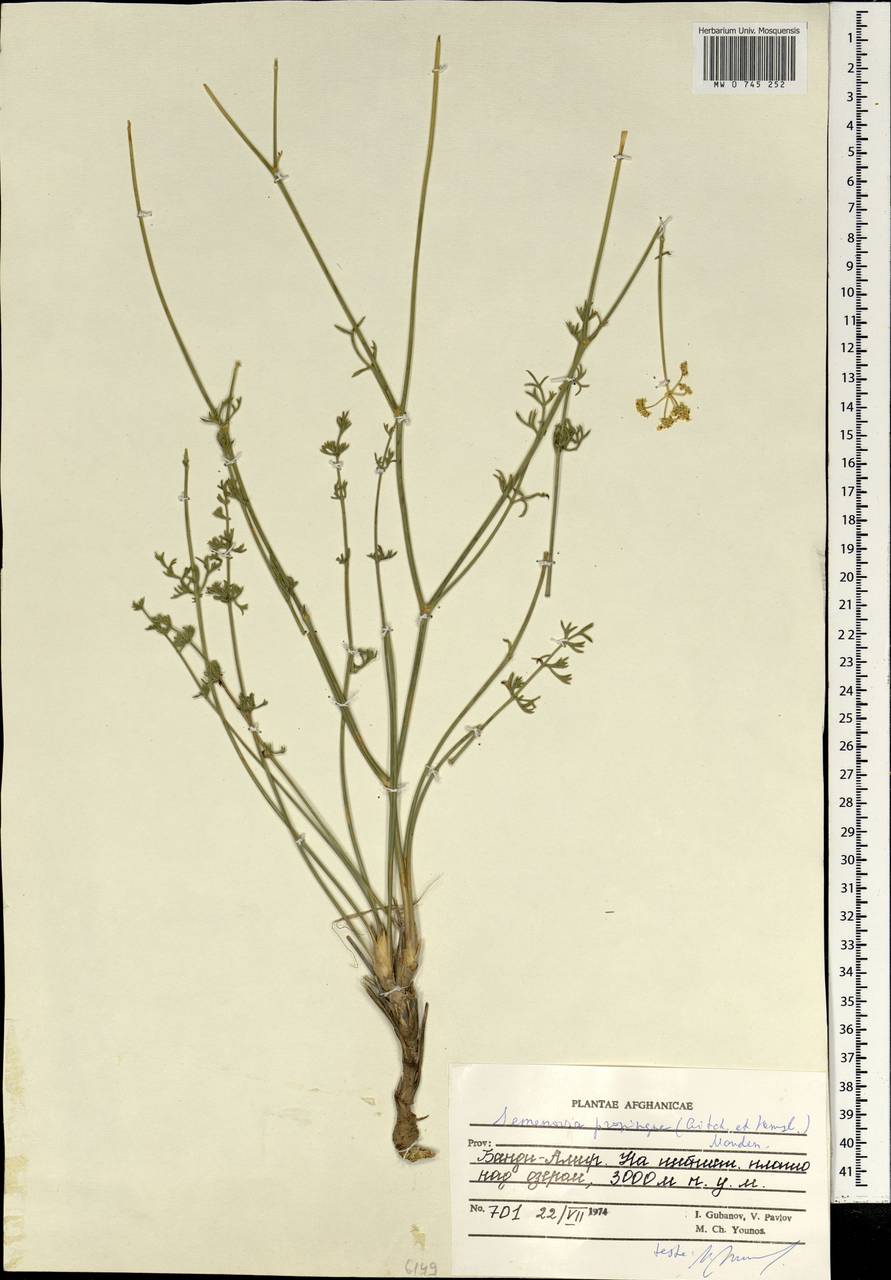 Semenovia propinqua (Aitch.) Manden., South Asia, South Asia (Asia outside ex-Soviet states and Mongolia) (ASIA) (Afghanistan)