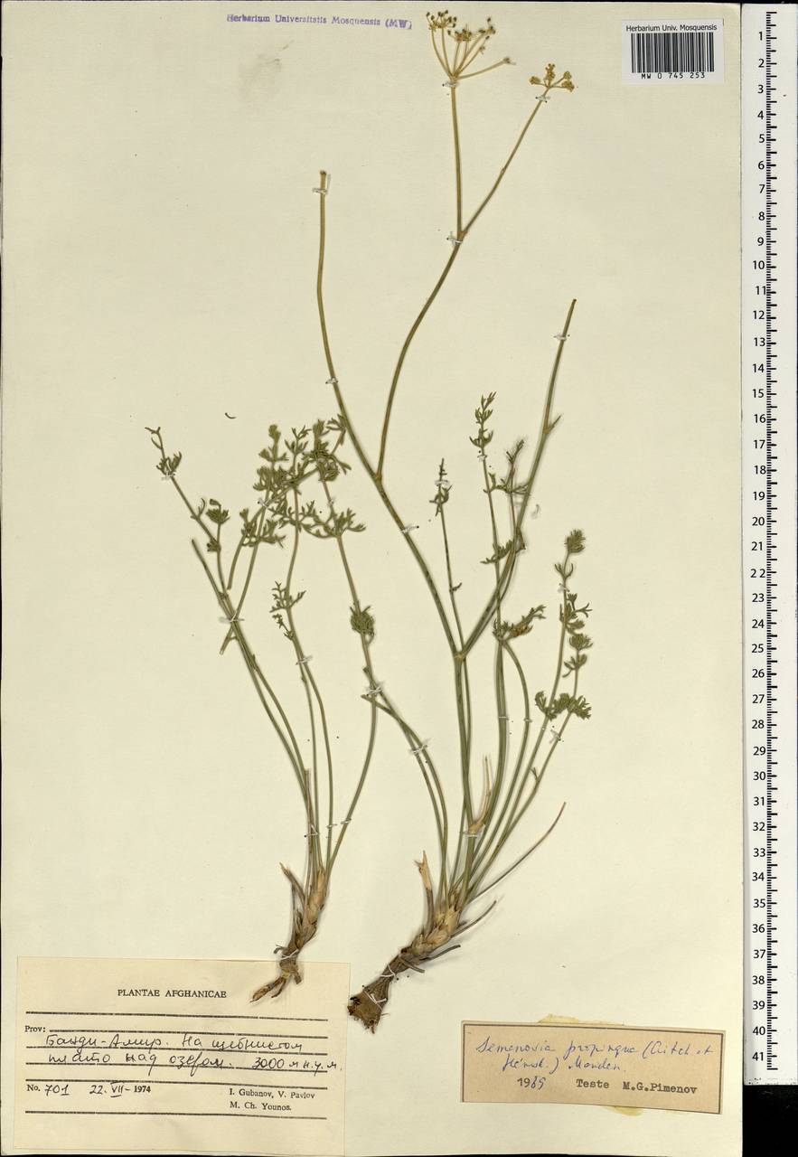 Semenovia propinqua (Aitch.) Manden., South Asia, South Asia (Asia outside ex-Soviet states and Mongolia) (ASIA) (Afghanistan)