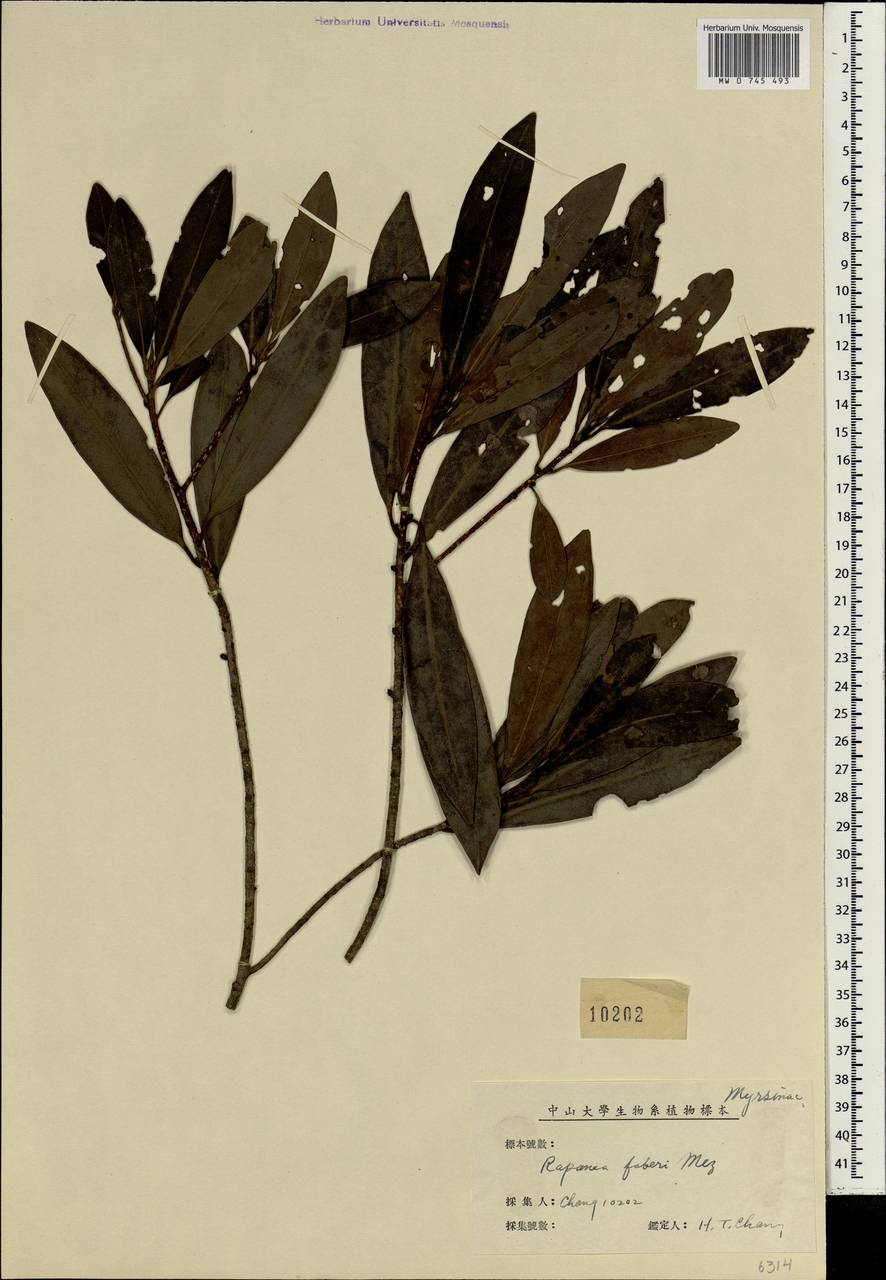 Myrsine faberi (Mez) Pipoly & C. Chen, South Asia, South Asia (Asia outside ex-Soviet states and Mongolia) (ASIA) (China)