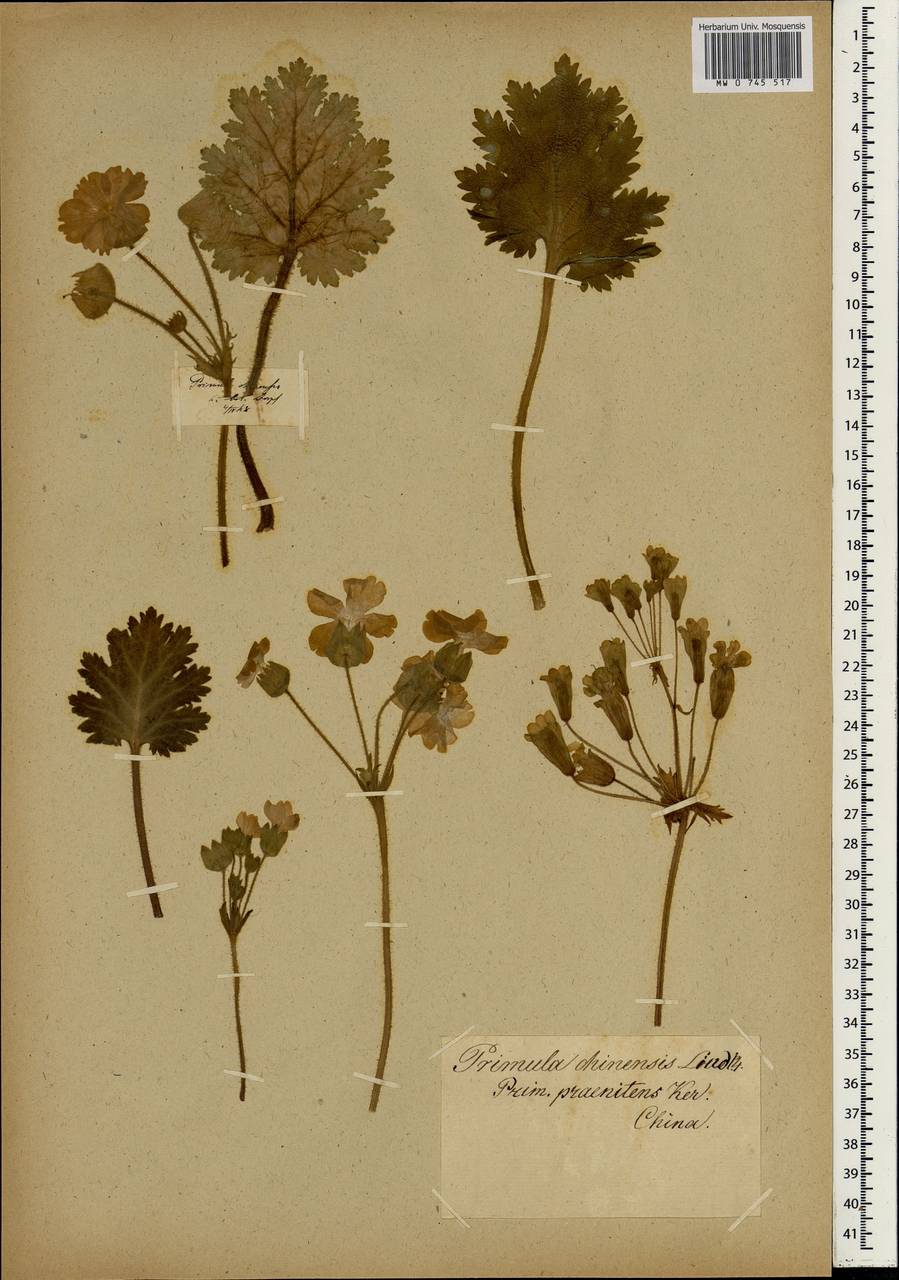 Primula sinensis Sabine ex Lindl., South Asia, South Asia (Asia outside ex-Soviet states and Mongolia) (ASIA) (China)