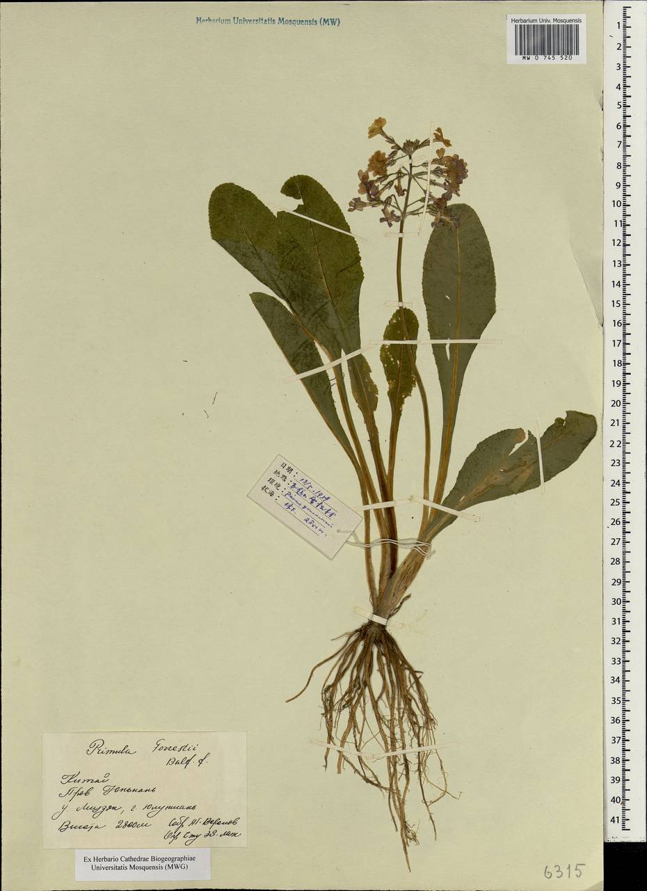 Primula bullata var. forrestii (Balf. fil.) P. Eveleigh, J. Nielsen & D. W. H. Rankin, South Asia, South Asia (Asia outside ex-Soviet states and Mongolia) (ASIA) (China)