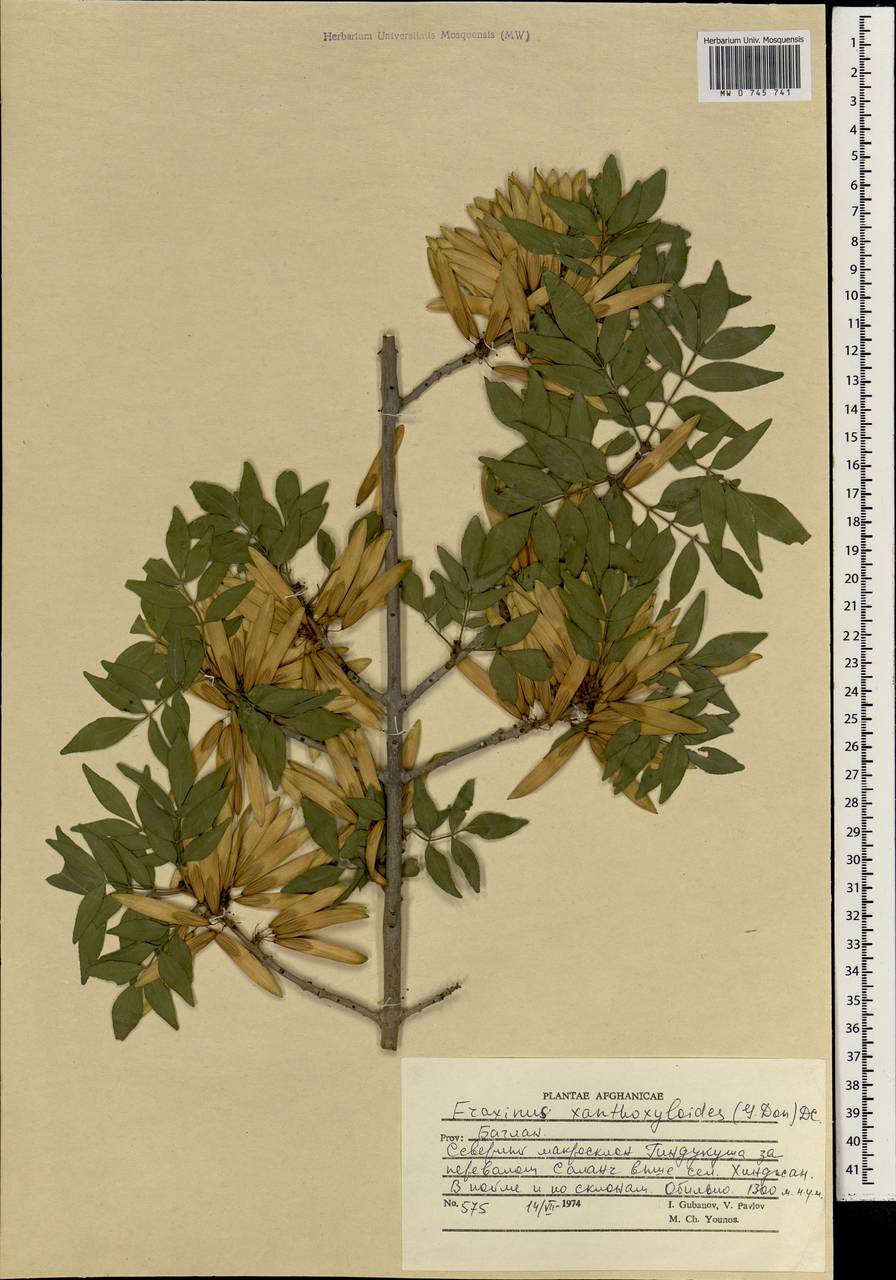Fraxinus xanthoxyloides (G.Don) Wall. ex A.DC., South Asia, South Asia (Asia outside ex-Soviet states and Mongolia) (ASIA) (Afghanistan)