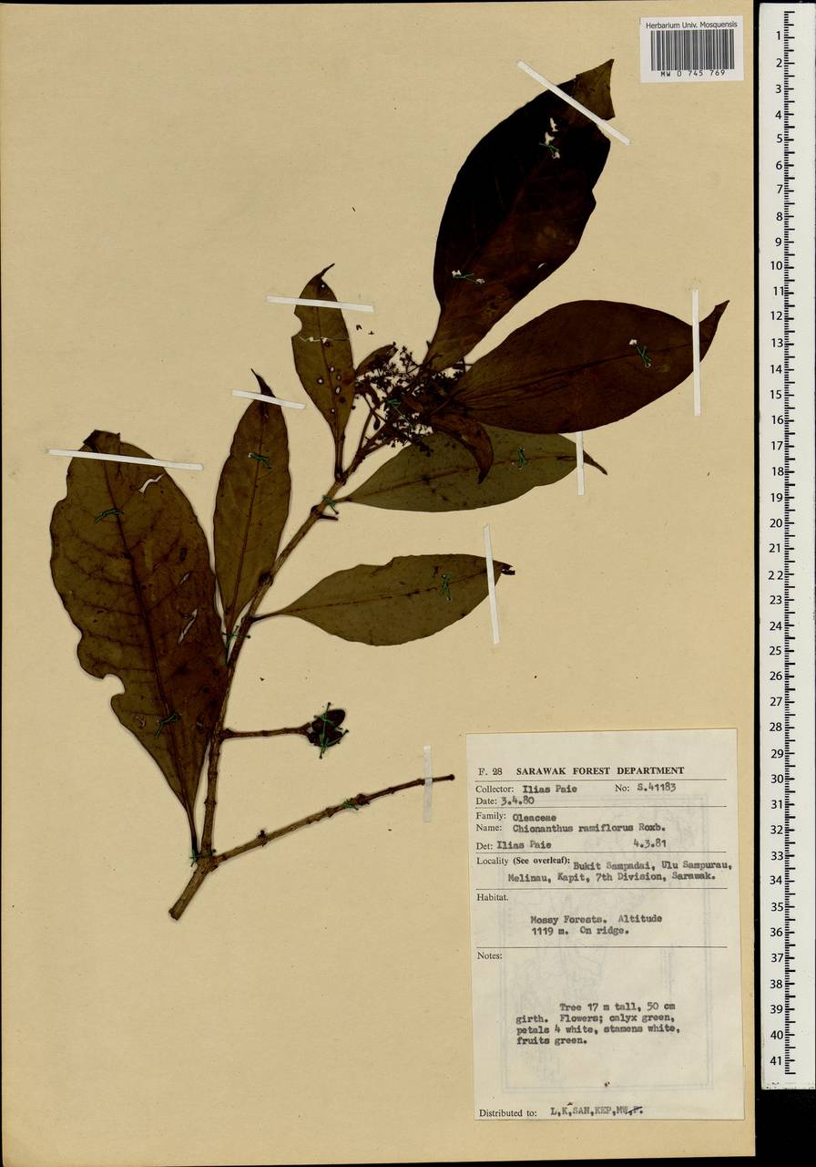 Chionanthus ramiflorus Roxb., South Asia, South Asia (Asia outside ex-Soviet states and Mongolia) (ASIA) (Malaysia)