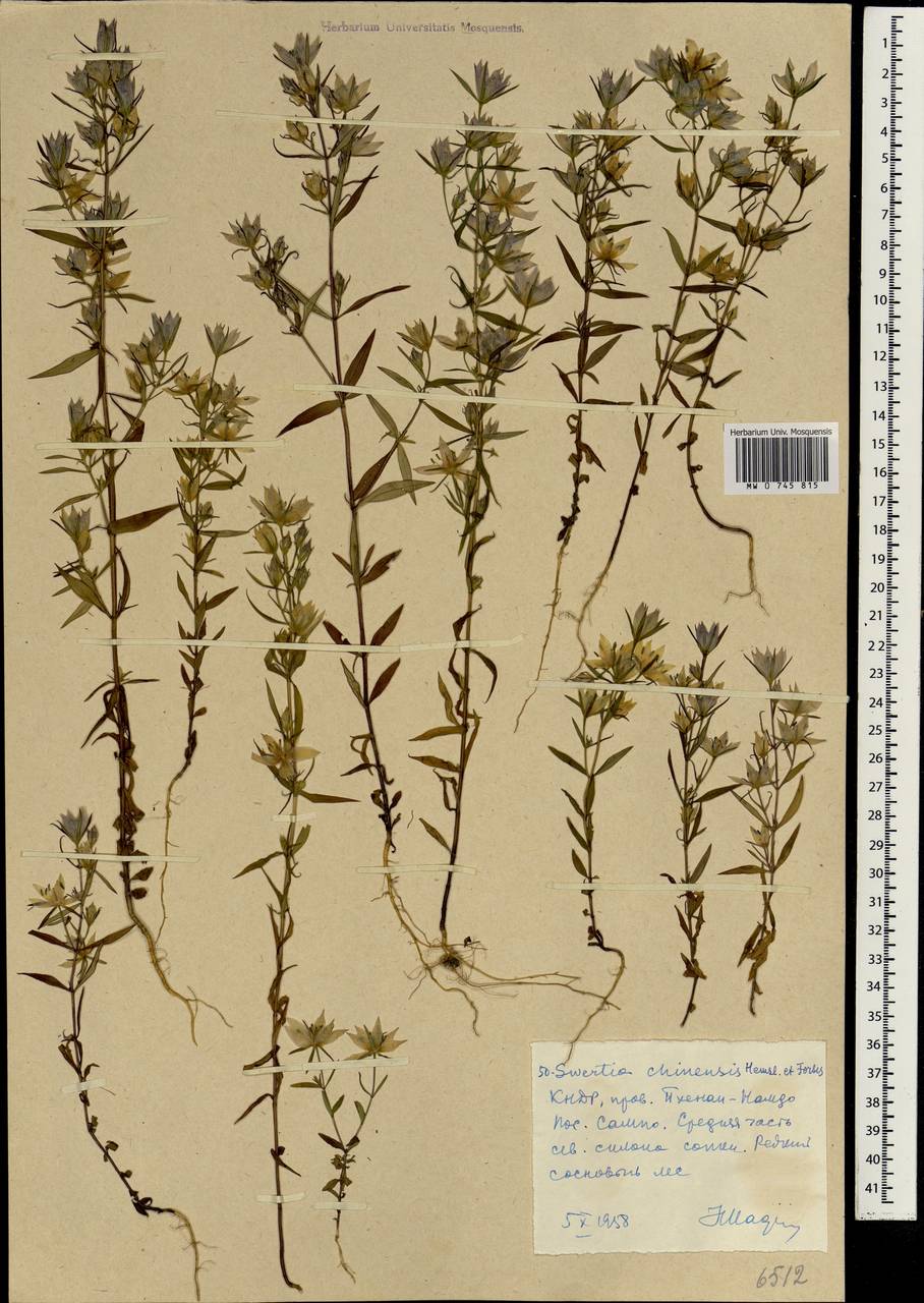 Swertia diluta (Turcz.) Benth. & Hook. fil., South Asia, South Asia (Asia outside ex-Soviet states and Mongolia) (ASIA) (North Korea)