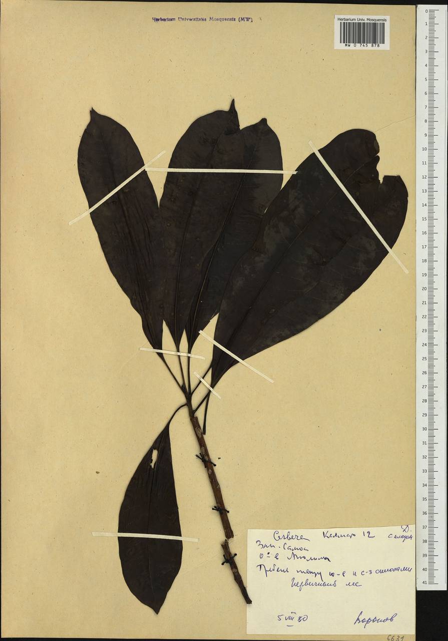 Cerbera, Australia & Oceania (AUSTR) (Samoa)