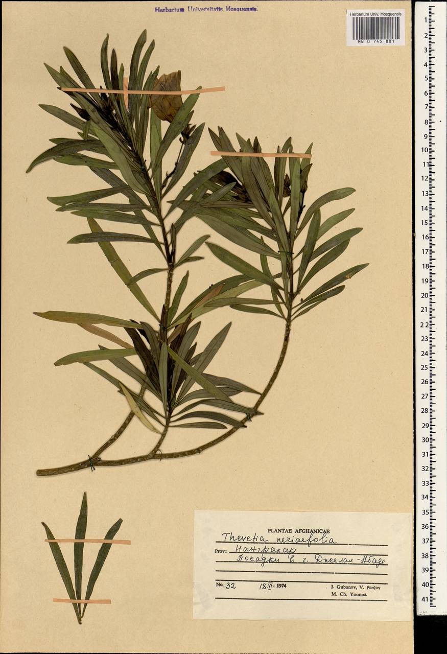 Cascabela thevetia (L.) H. Lippold, South Asia, South Asia (Asia outside ex-Soviet states and Mongolia) (ASIA) (Afghanistan)