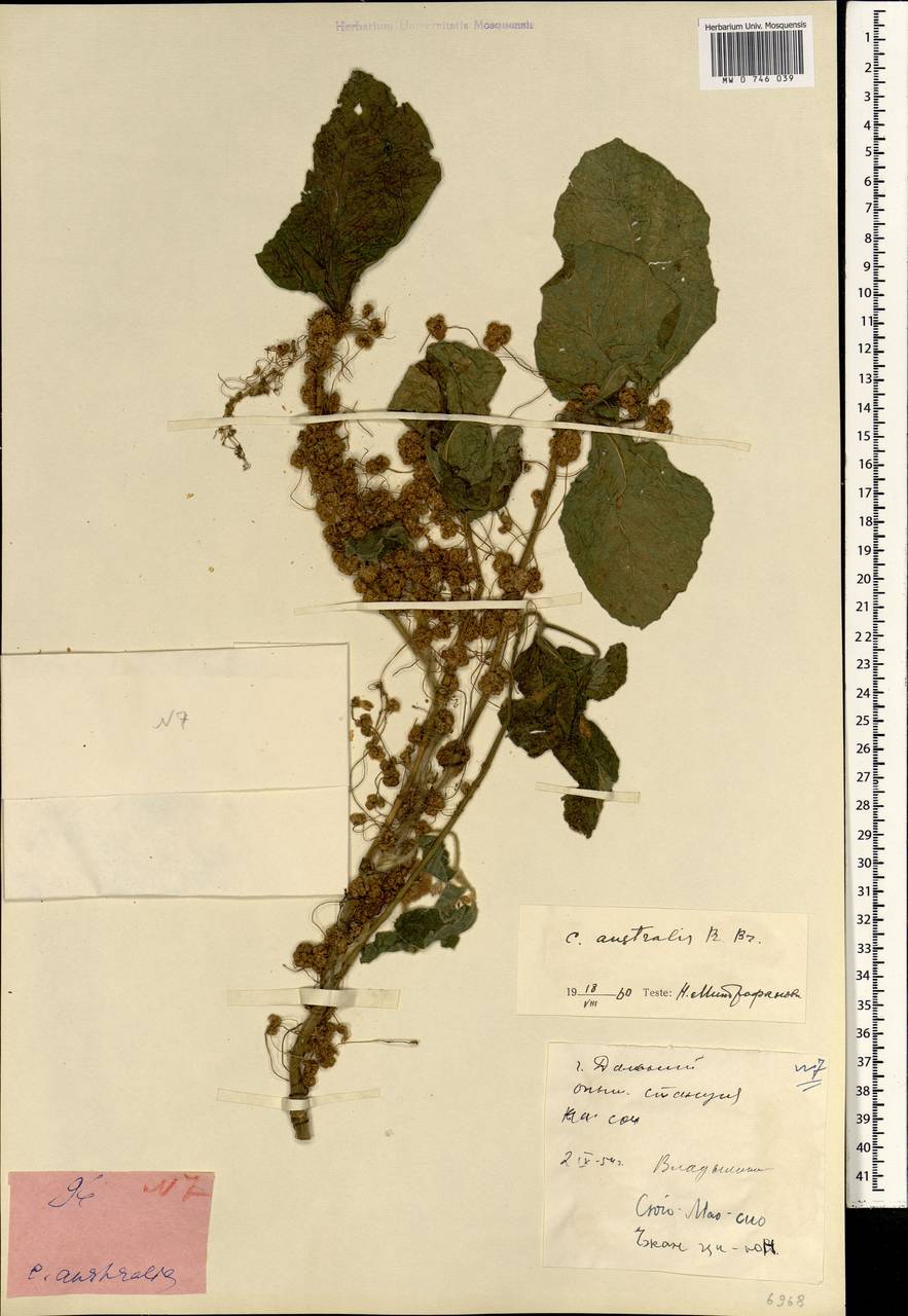 Cuscuta australis R. Br., South Asia, South Asia (Asia outside ex-Soviet states and Mongolia) (ASIA) (China)