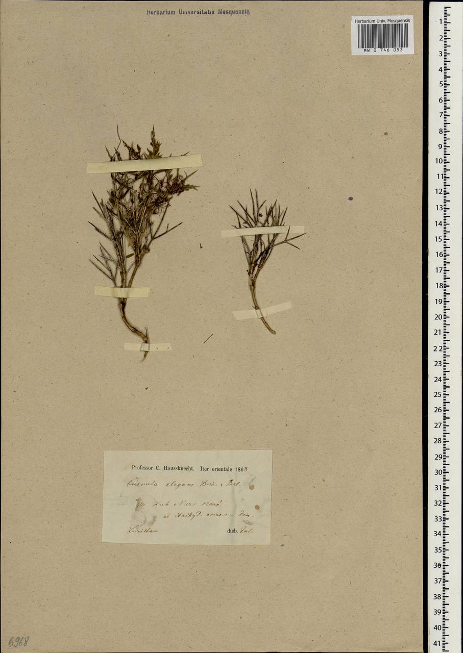 Cuscuta babylonica var. elegans (Boiss. & Balansa) Engelm., South Asia, South Asia (Asia outside ex-Soviet states and Mongolia) (ASIA) (Iran)