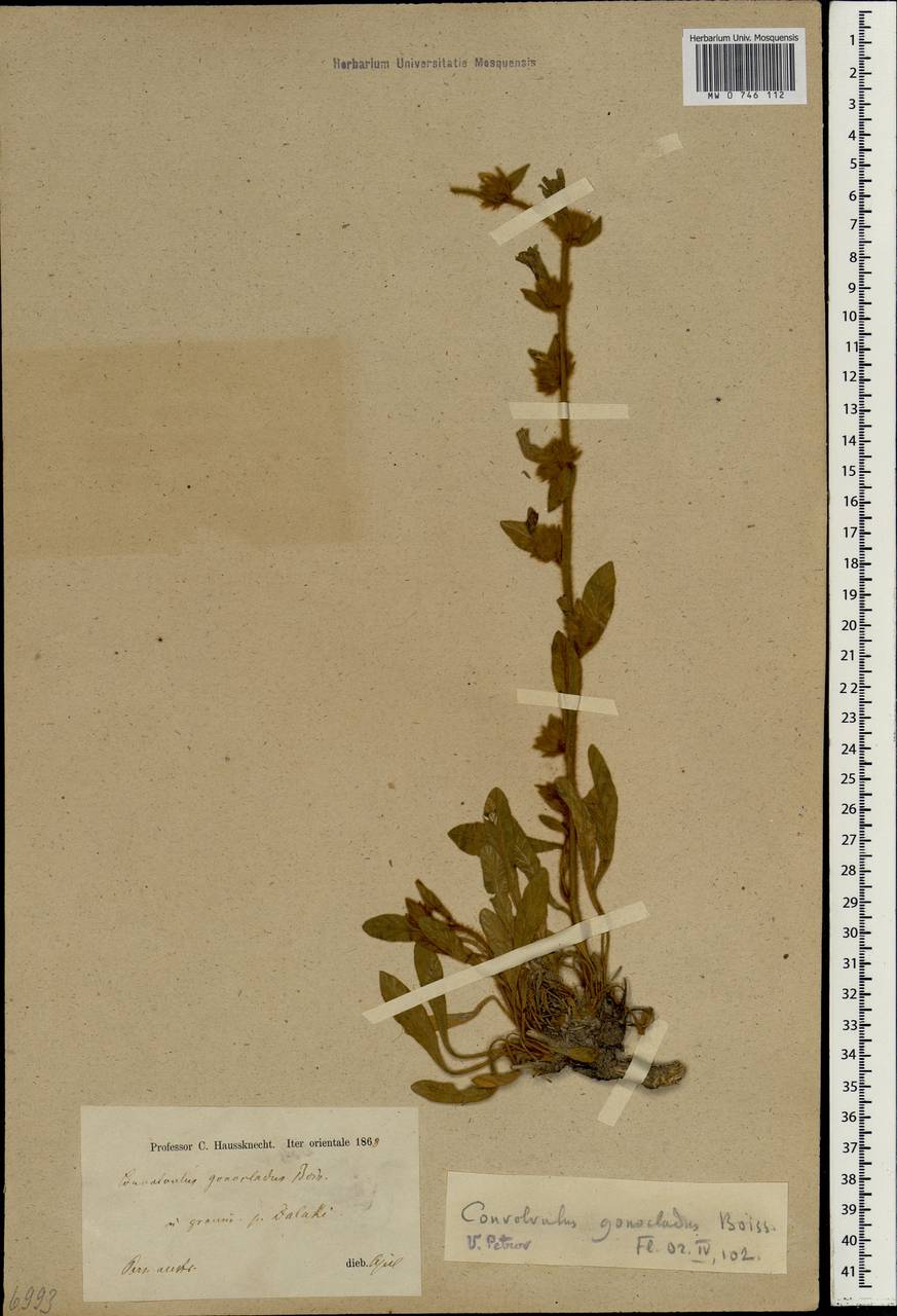 Convolvulus kotschyanus Boiss., South Asia, South Asia (Asia outside ex-Soviet states and Mongolia) (ASIA) (Iran)
