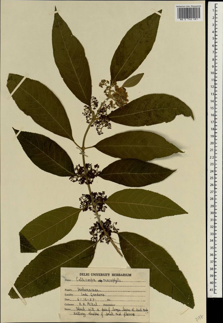 Callicarpa macrophylla Vahl, South Asia, South Asia (Asia outside ex-Soviet states and Mongolia) (ASIA) (India)