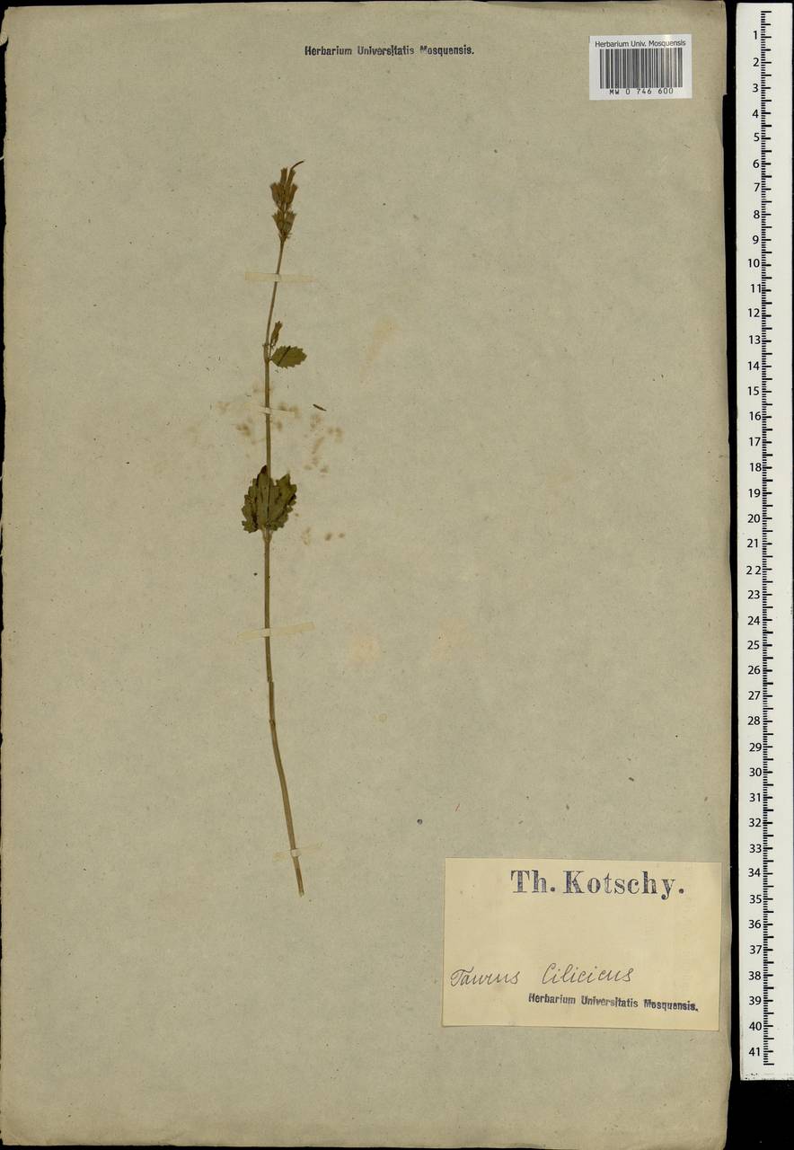 Lamiaceae, South Asia, South Asia (Asia outside ex-Soviet states and Mongolia) (ASIA) (Turkey)