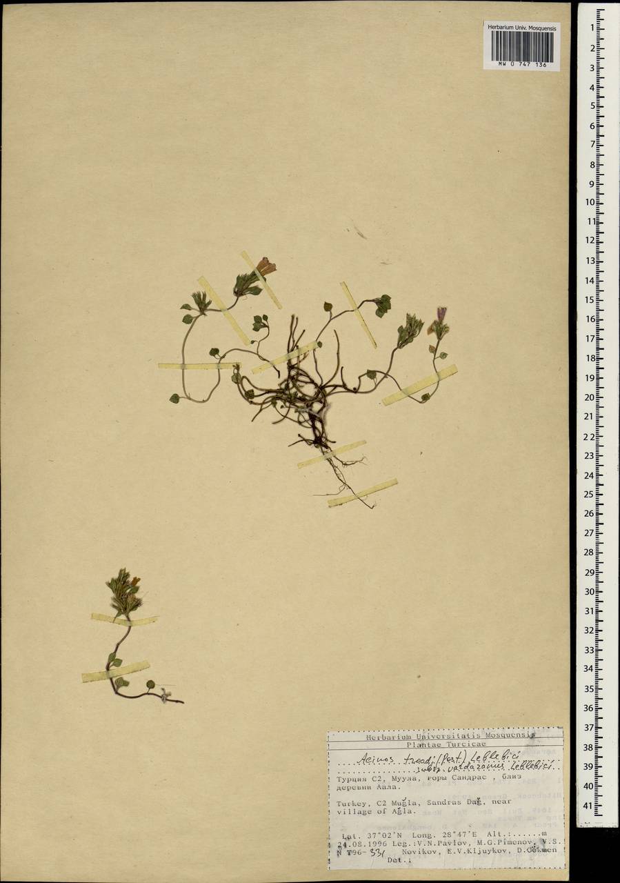 Clinopodium troodi (Post) Govaerts, South Asia, South Asia (Asia outside ex-Soviet states and Mongolia) (ASIA) (Turkey)