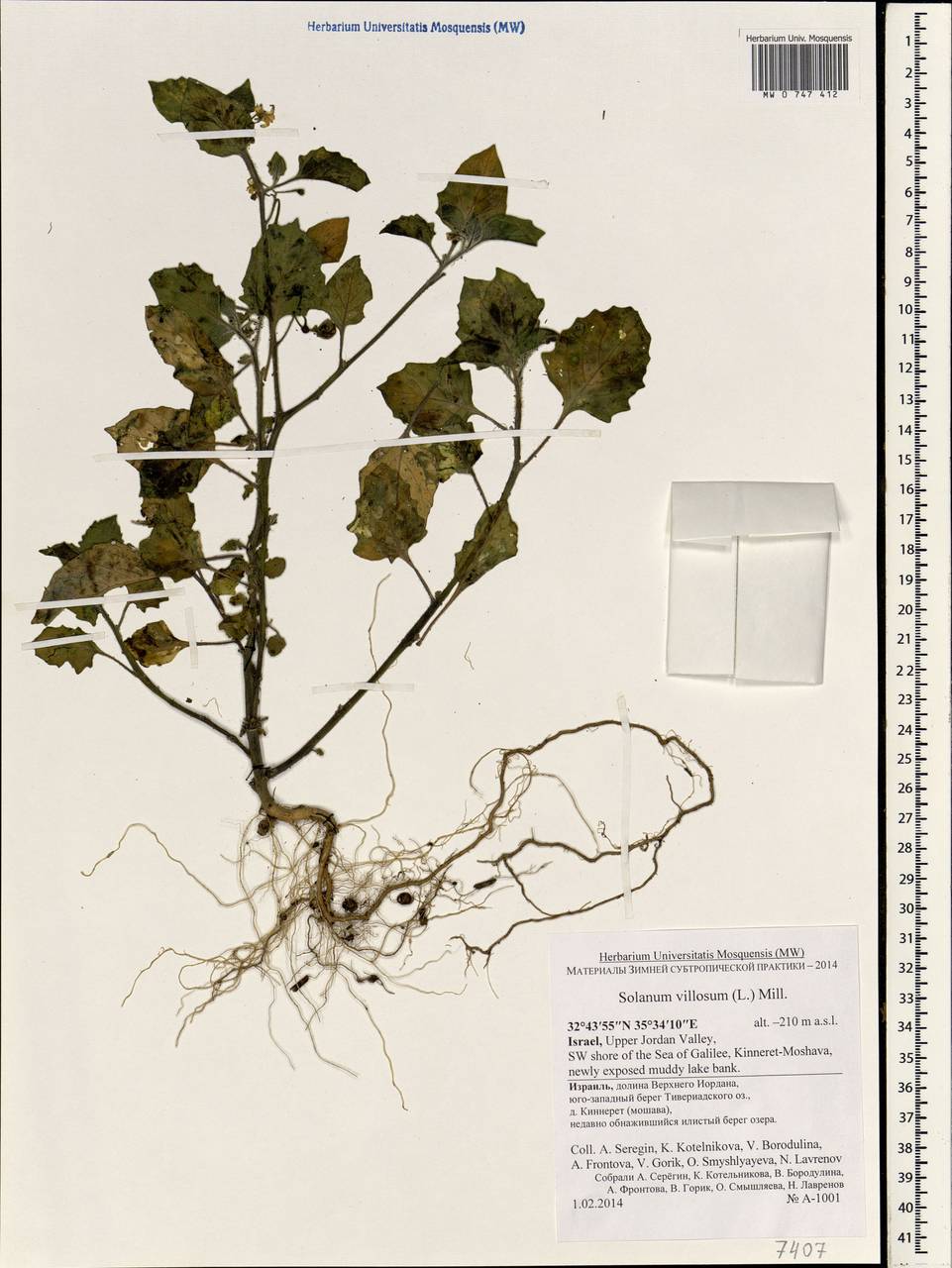 Solanum villosum Mill., South Asia, South Asia (Asia outside ex-Soviet states and Mongolia) (ASIA) (Israel)
