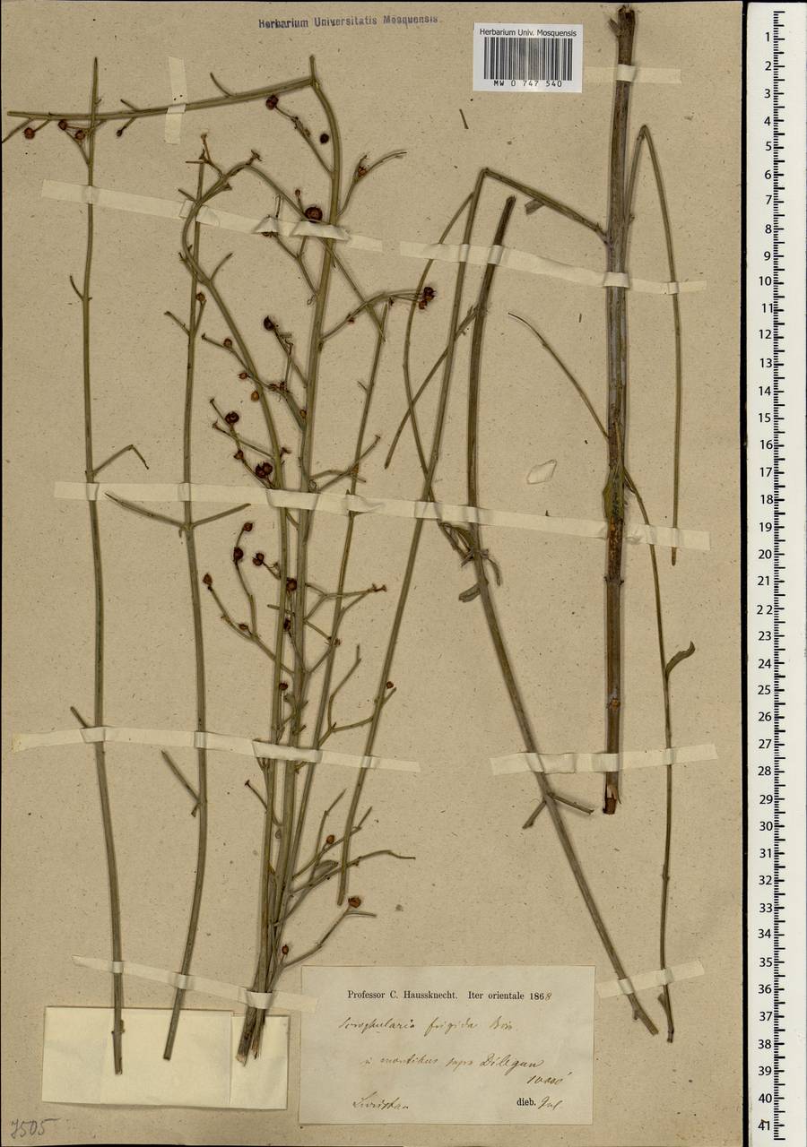 Scrophularia frigida Boiss., South Asia, South Asia (Asia outside ex-Soviet states and Mongolia) (ASIA) (Iran)