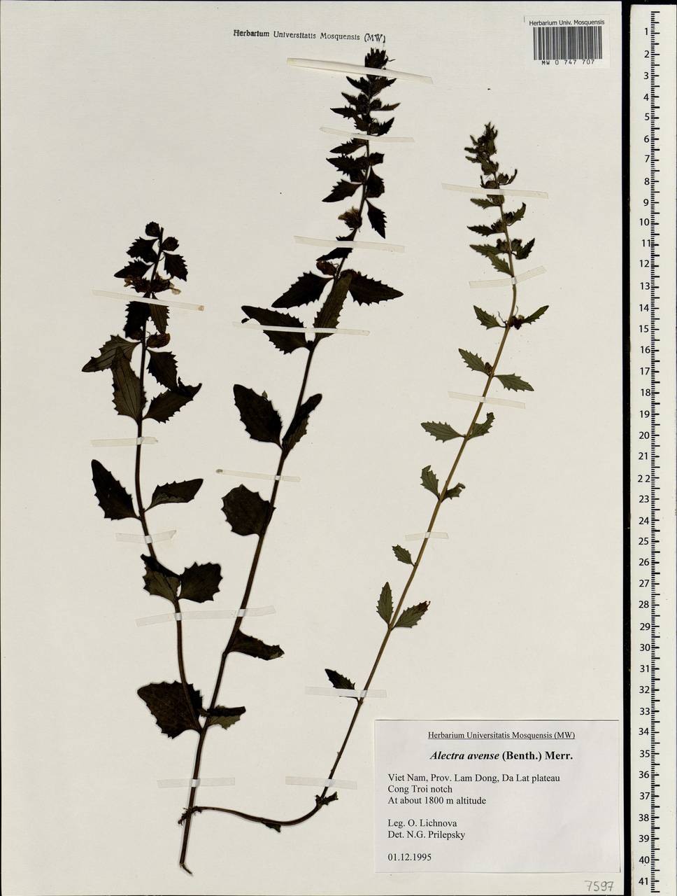 Alectra avensis (Benth.) Merr., South Asia, South Asia (Asia outside ex-Soviet states and Mongolia) (ASIA) (Vietnam)