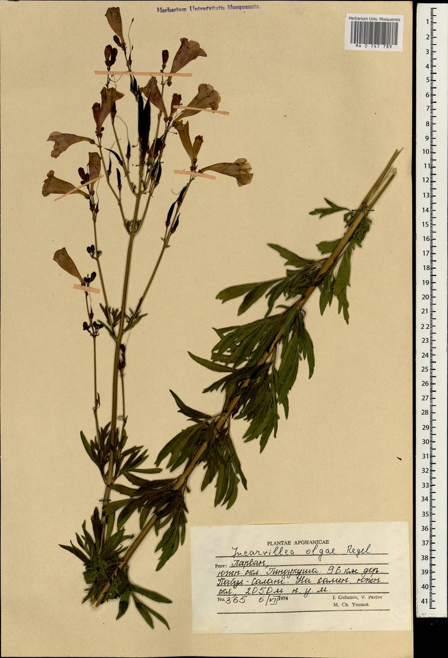 Incarvillea olgae Regel, South Asia, South Asia (Asia outside ex-Soviet states and Mongolia) (ASIA) (Afghanistan)