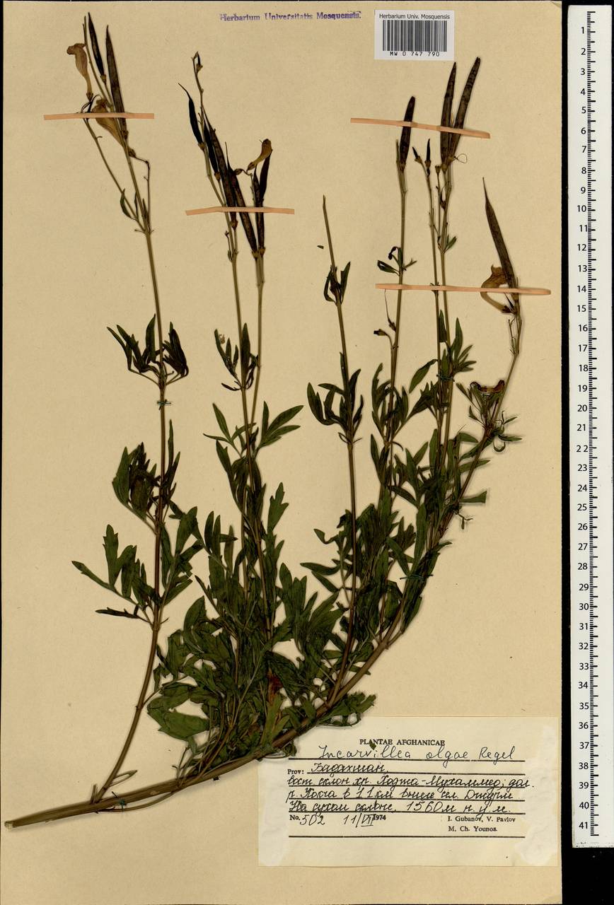 Incarvillea olgae Regel, South Asia, South Asia (Asia outside ex-Soviet states and Mongolia) (ASIA) (Afghanistan)