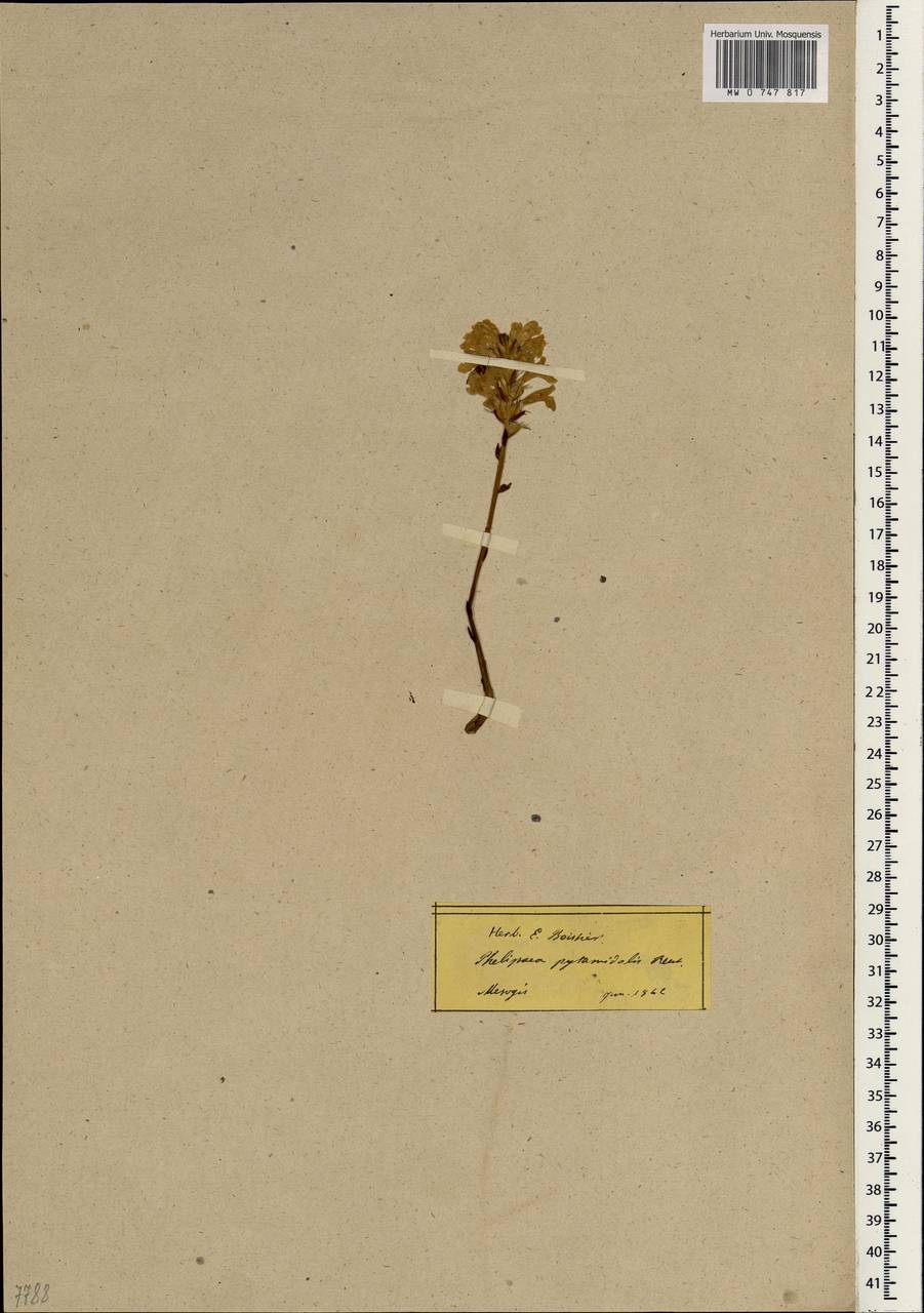 Phelipanche schultzii (Mutel) Pomel, South Asia, South Asia (Asia outside ex-Soviet states and Mongolia) (ASIA) (Turkey)