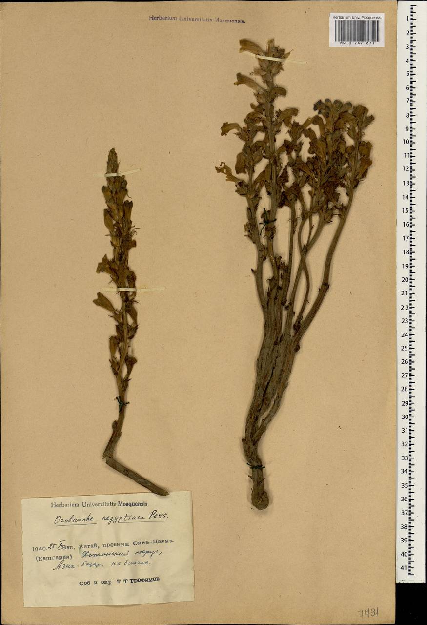 Phelipanche aegyptiaca (Pers.) Pomel, South Asia, South Asia (Asia outside ex-Soviet states and Mongolia) (ASIA) (China)