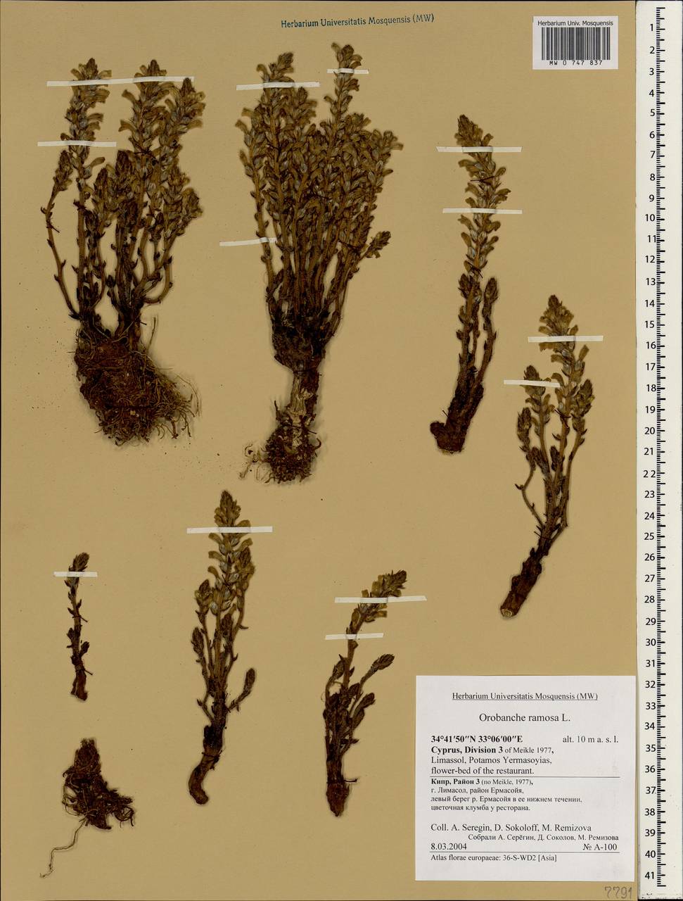 Phelipanche ramosa (L.) Pomel, South Asia, South Asia (Asia outside ex-Soviet states and Mongolia) (ASIA) (Cyprus)