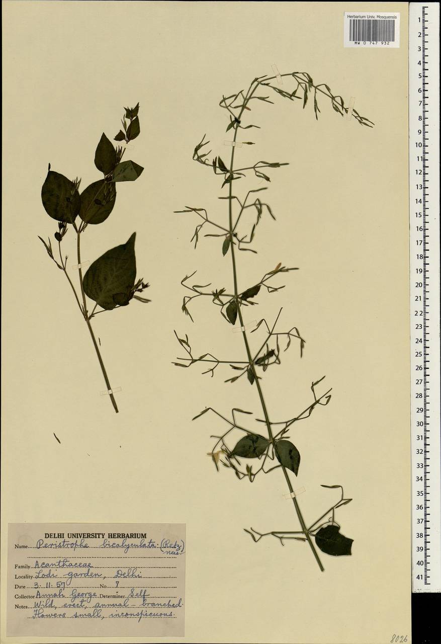 Dicliptera paniculata (Forssk.) I.Darbysh., South Asia, South Asia (Asia outside ex-Soviet states and Mongolia) (ASIA) (India)