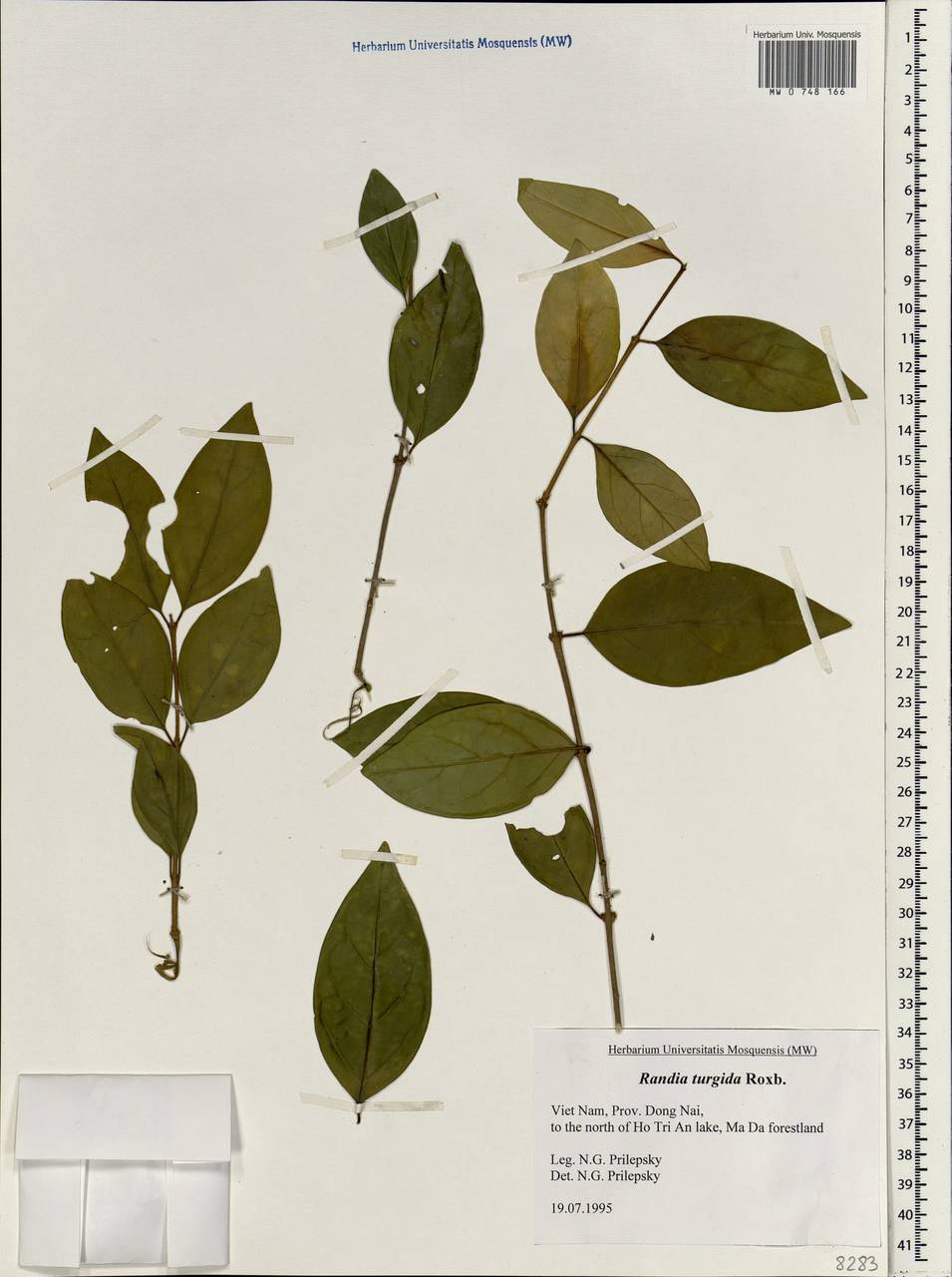 Ceriscoides turgida (Roxb.) Tirveng., South Asia, South Asia (Asia outside ex-Soviet states and Mongolia) (ASIA) (Vietnam)